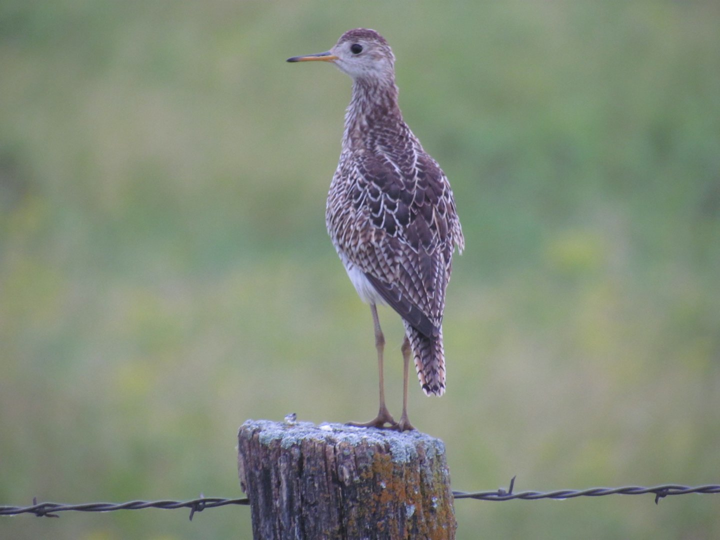Upland Sandpiper