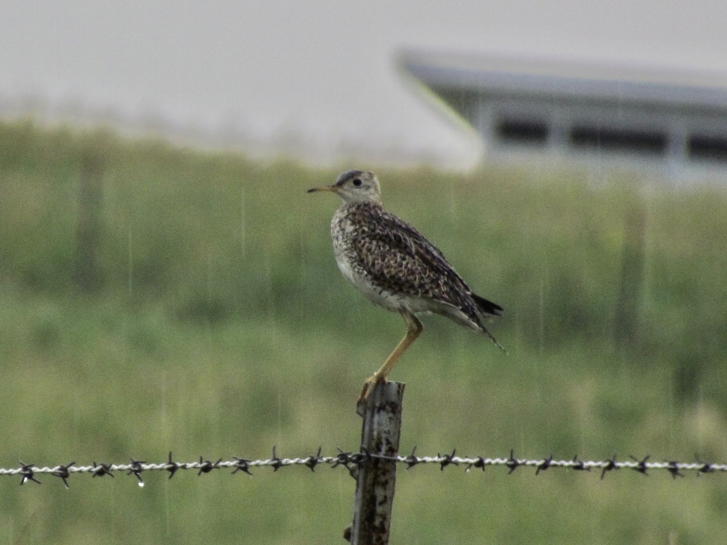 Upland Sandpiper