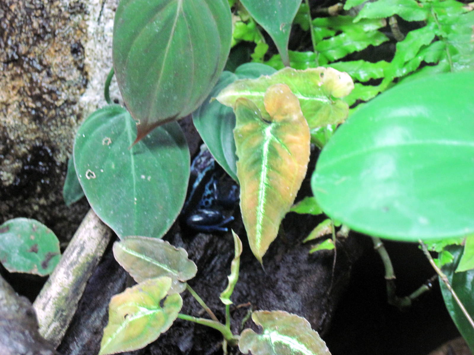 Upland Tropical Rain Forest-Blue Poison Arrow Frog