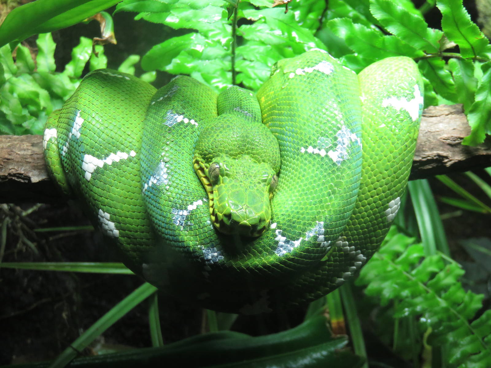 Upland Tropical Rain Forest - Emerald Tree Boa