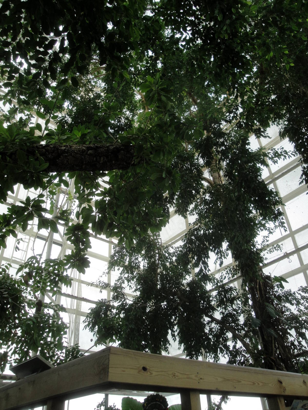 Upland Tropical Rain Forest Exhibit