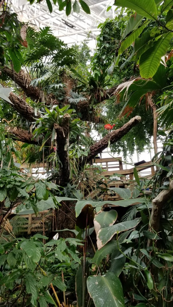 Upland Tropical Rain Forest, first view