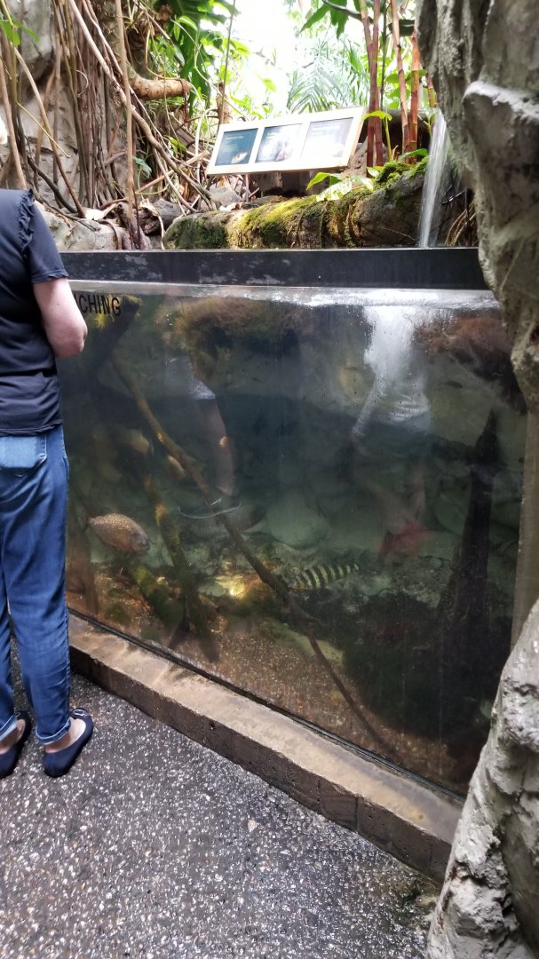 Upland Tropical Rain Forest: Fish tank