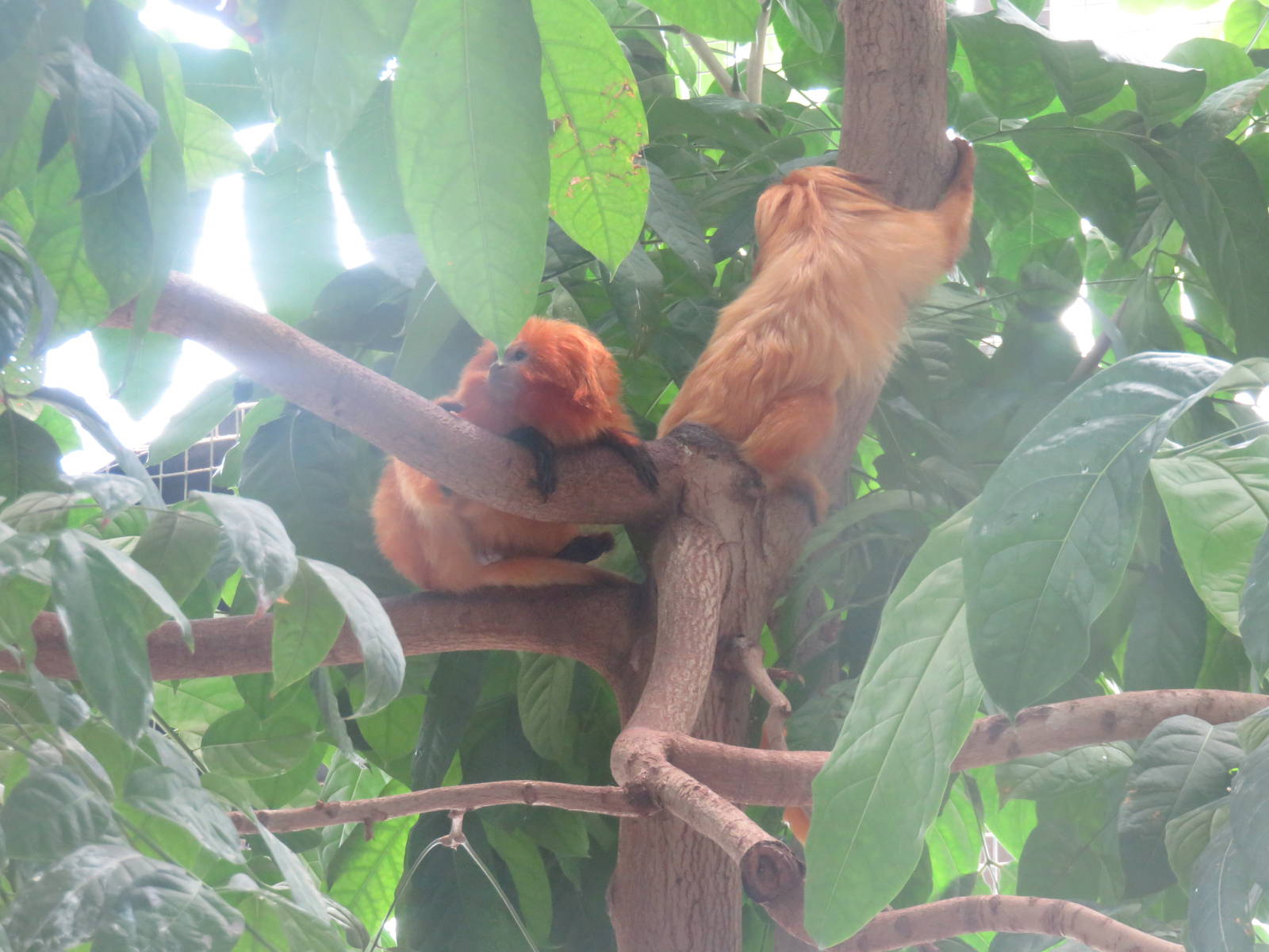 Upland Tropical Rain Forest - Golden Lion Tamarin