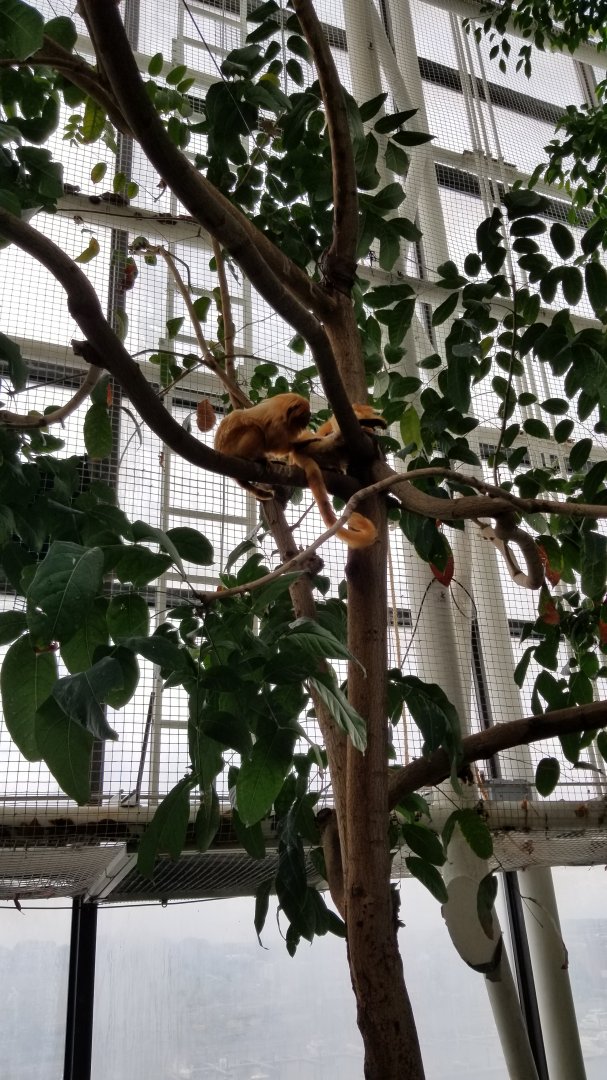 Upland Tropical Rain Forest: Golden Lion Tamarins