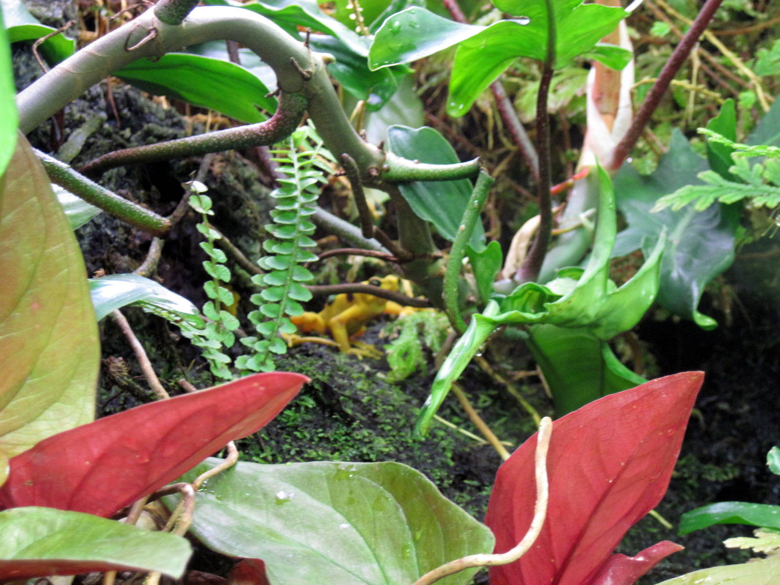Upland Tropical Rain Forest-Panamanian Golden Frog