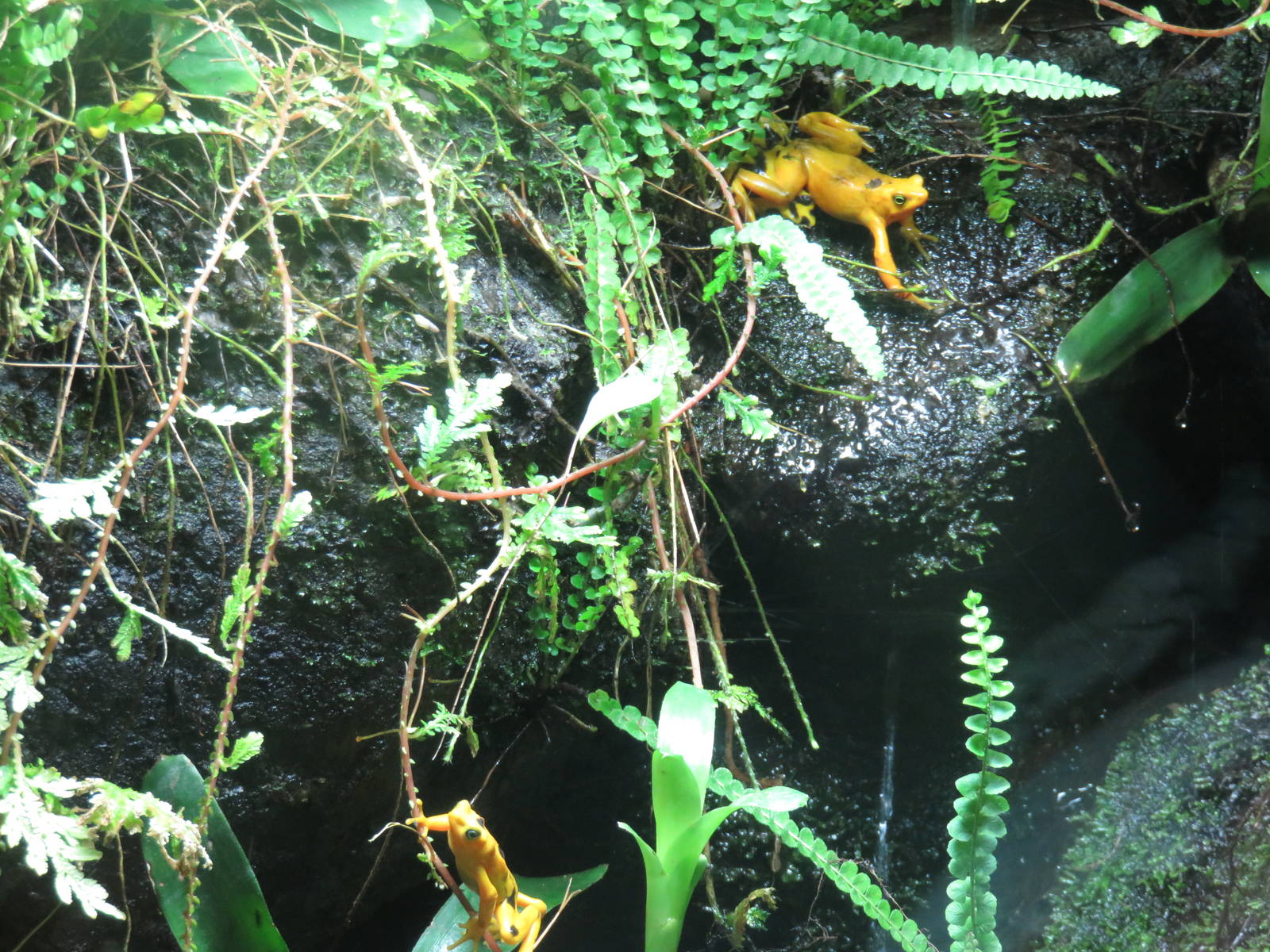 Upland Tropical Rain Forest - Panamanian Golden Frogs
