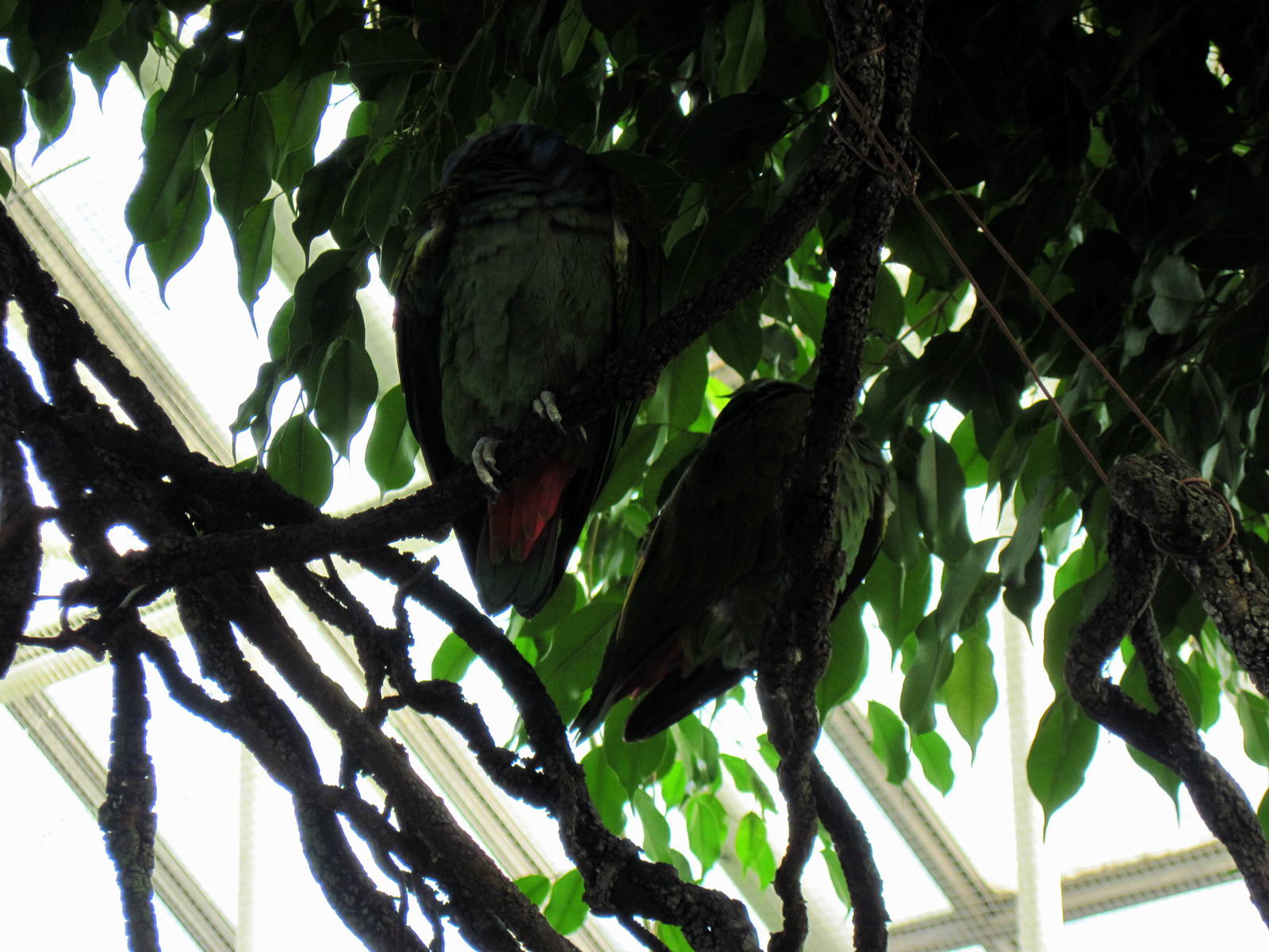 Upland Tropical Rain Forest-Parrots