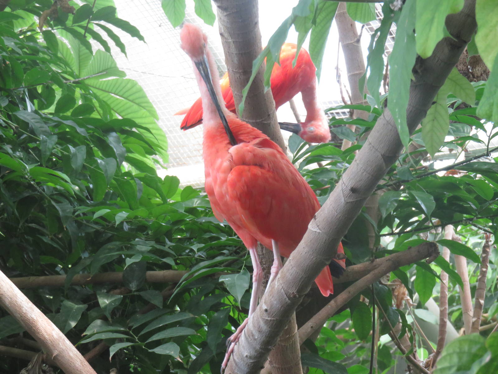 Upland Tropical Rain Forest - Scarlet Ibis