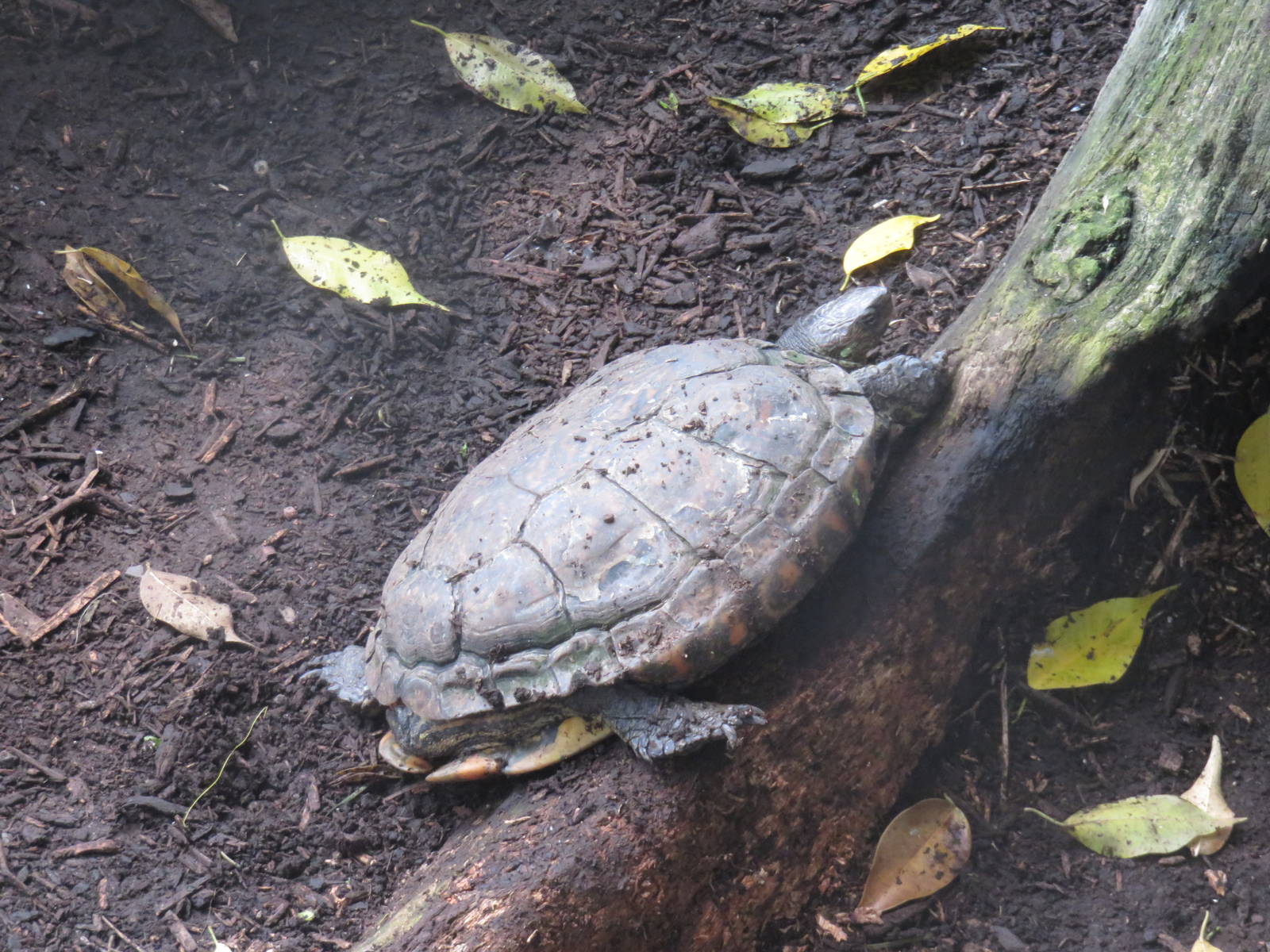 Upland Tropical Rain Forest - South American Yellow-Footed Tortoise