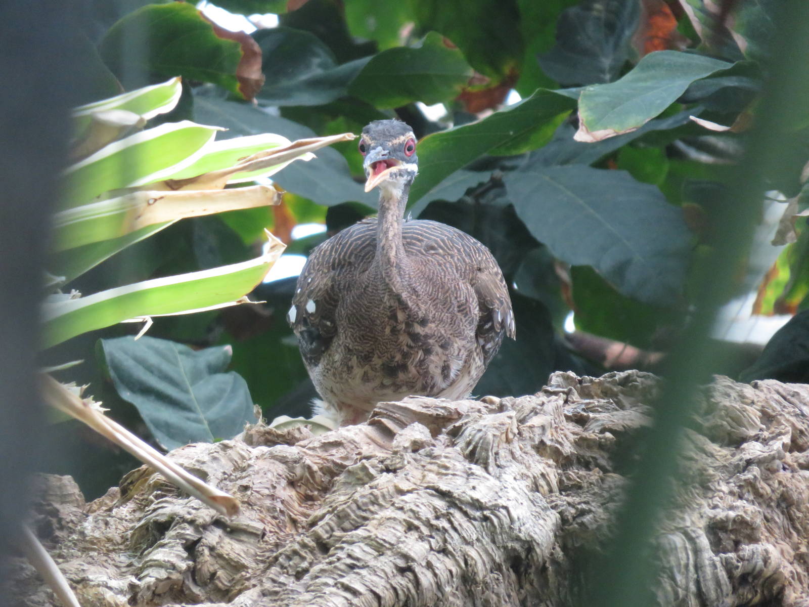 Upland Tropical Rain Forest - Sunbittern