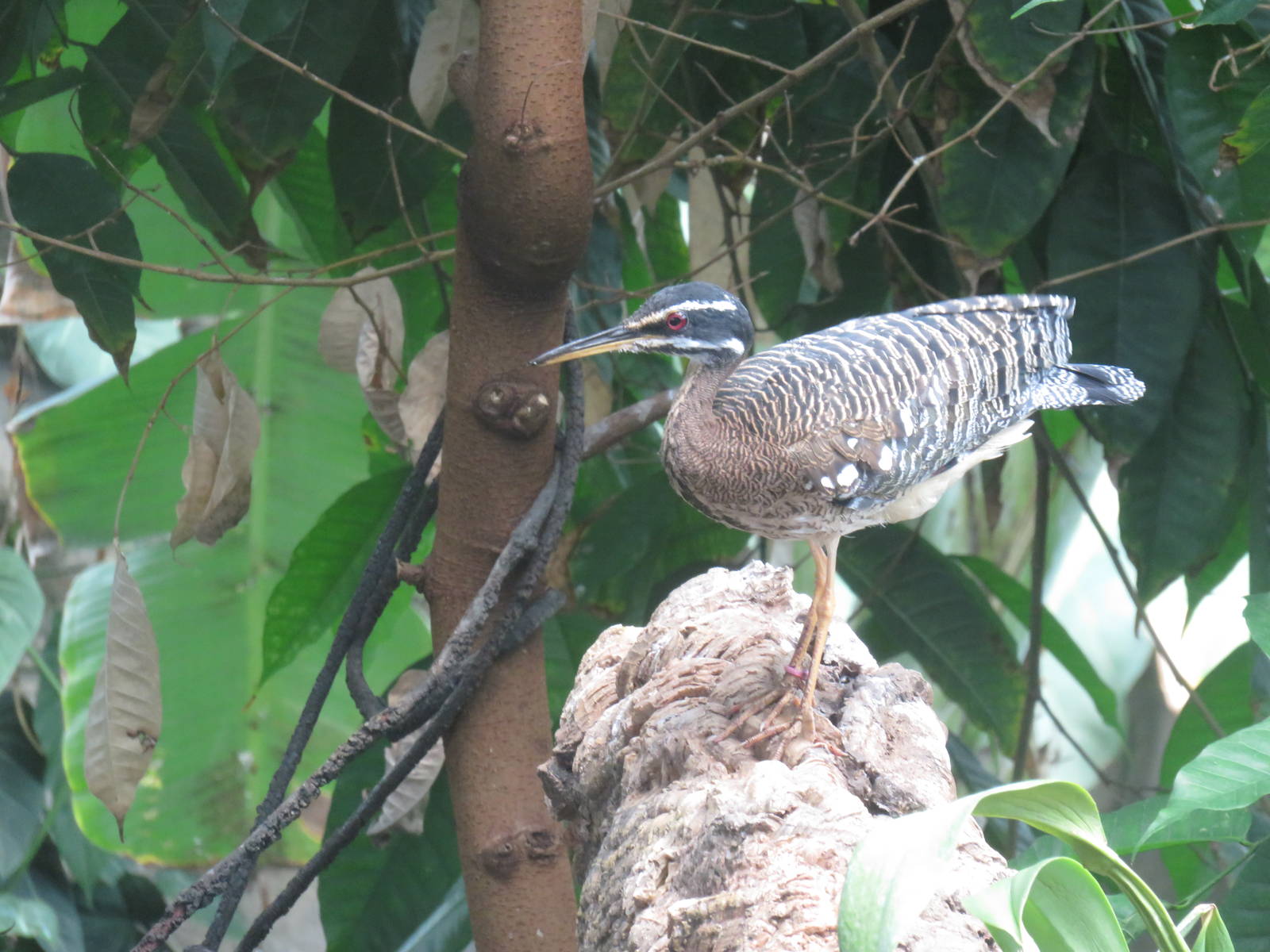 Upland Tropical Rain Forest - Sunbittern