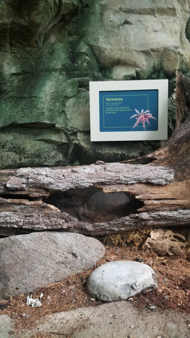 Upland Tropical Rain Forest: Tarantula