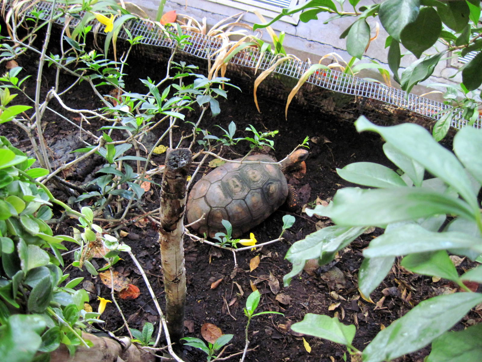Upland Tropical Rain Forest-Tortoise