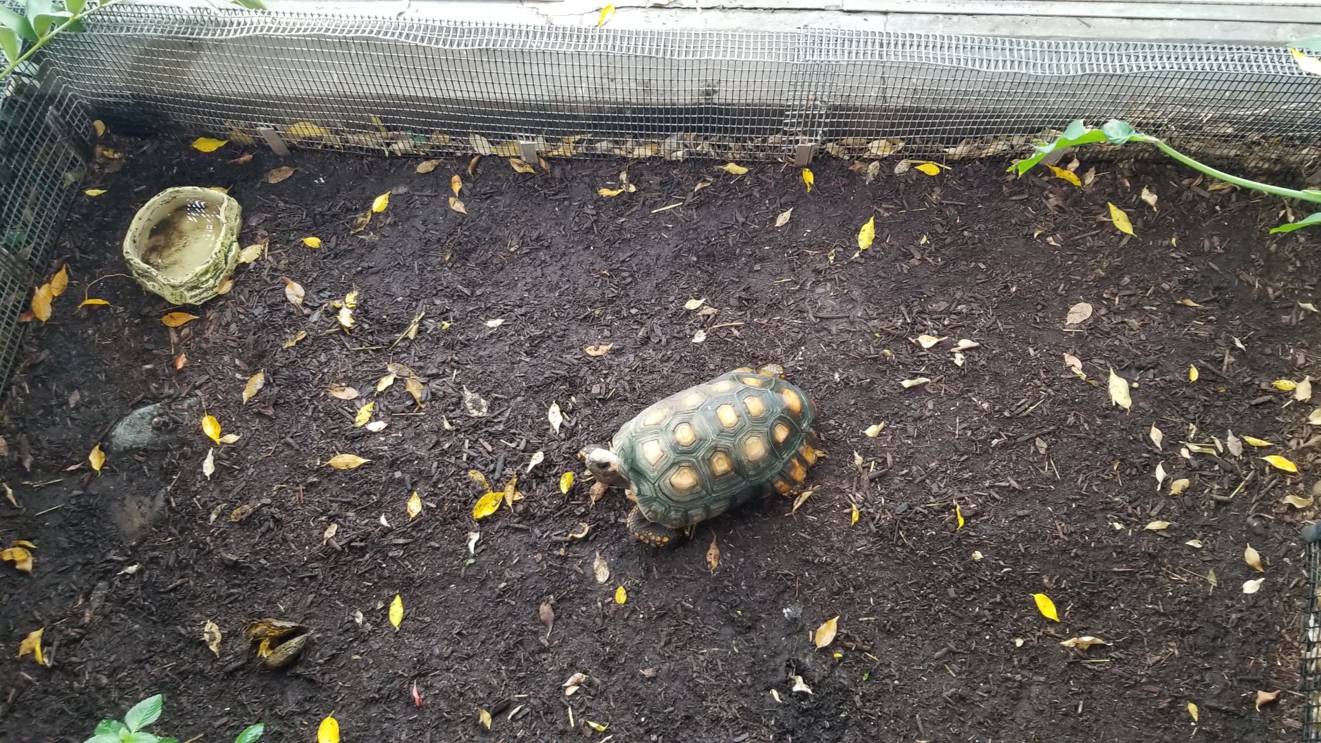 Upland Tropical Rain Forest: Tortoise