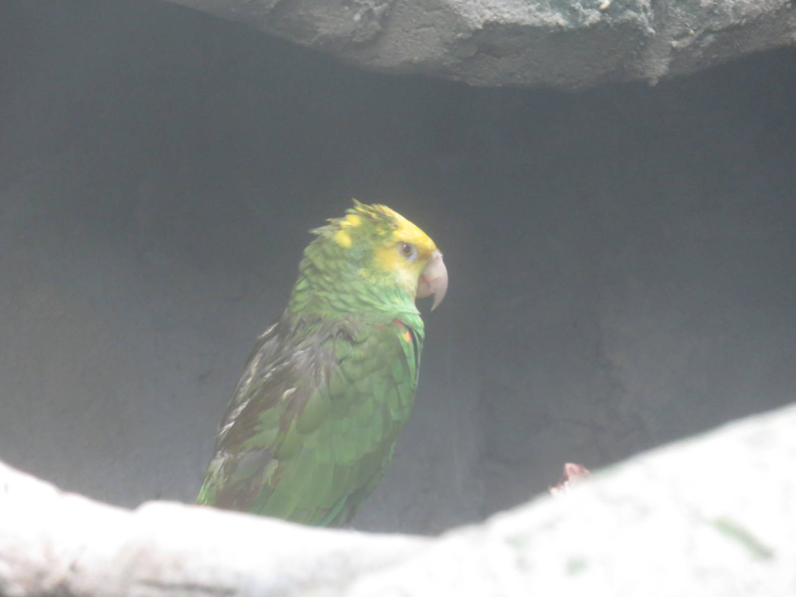 Upland Tropical Rain Forest - Yellow-Headed Amazon Parrot