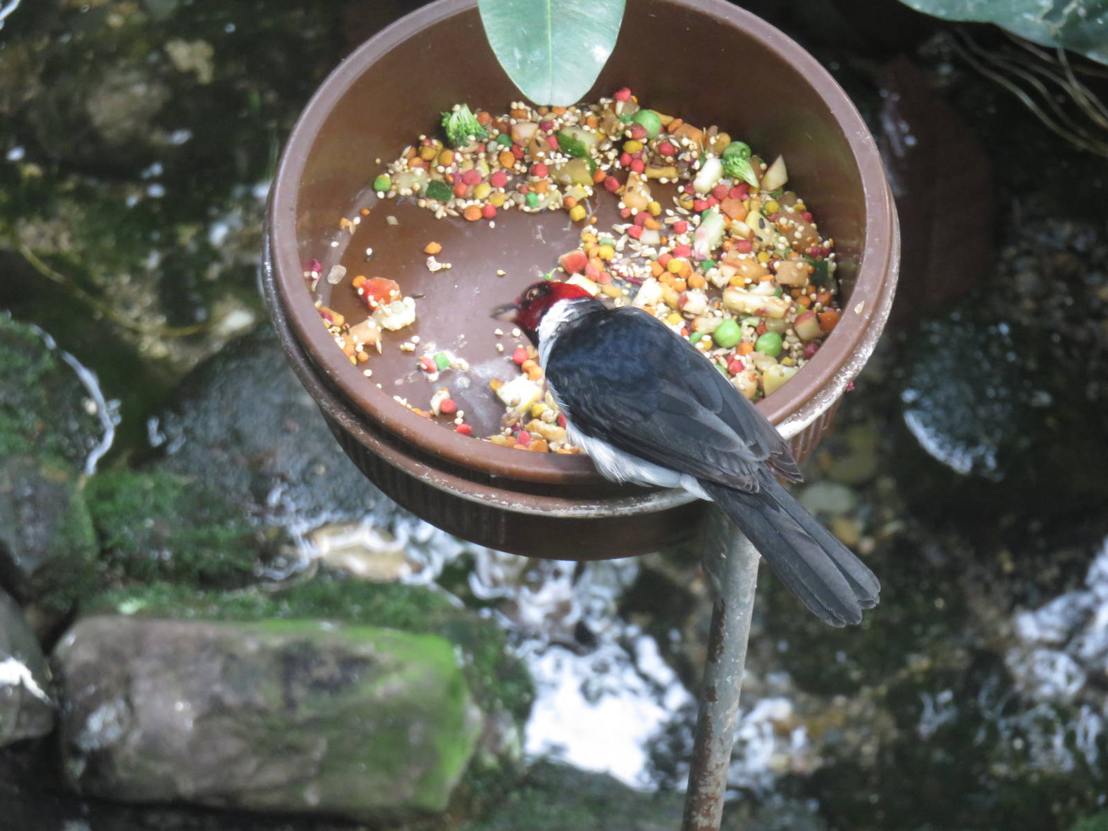 Upland Tropical Rain Forest