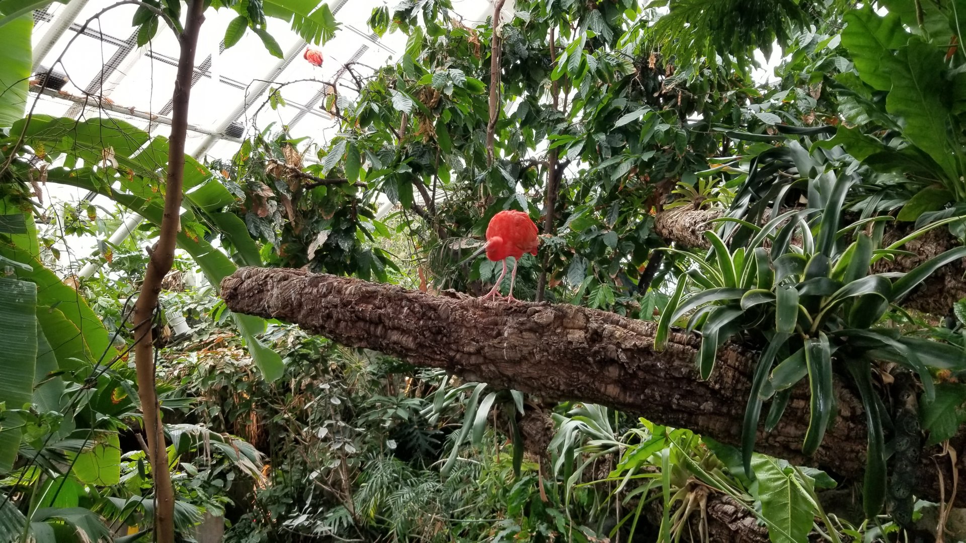 Upland Tropical Rain Forest