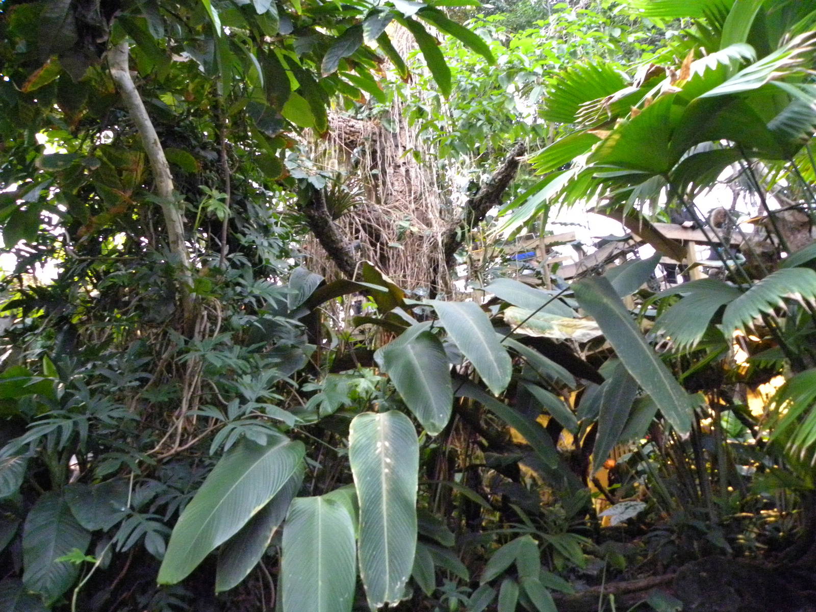 Upland Tropical Rain Forest