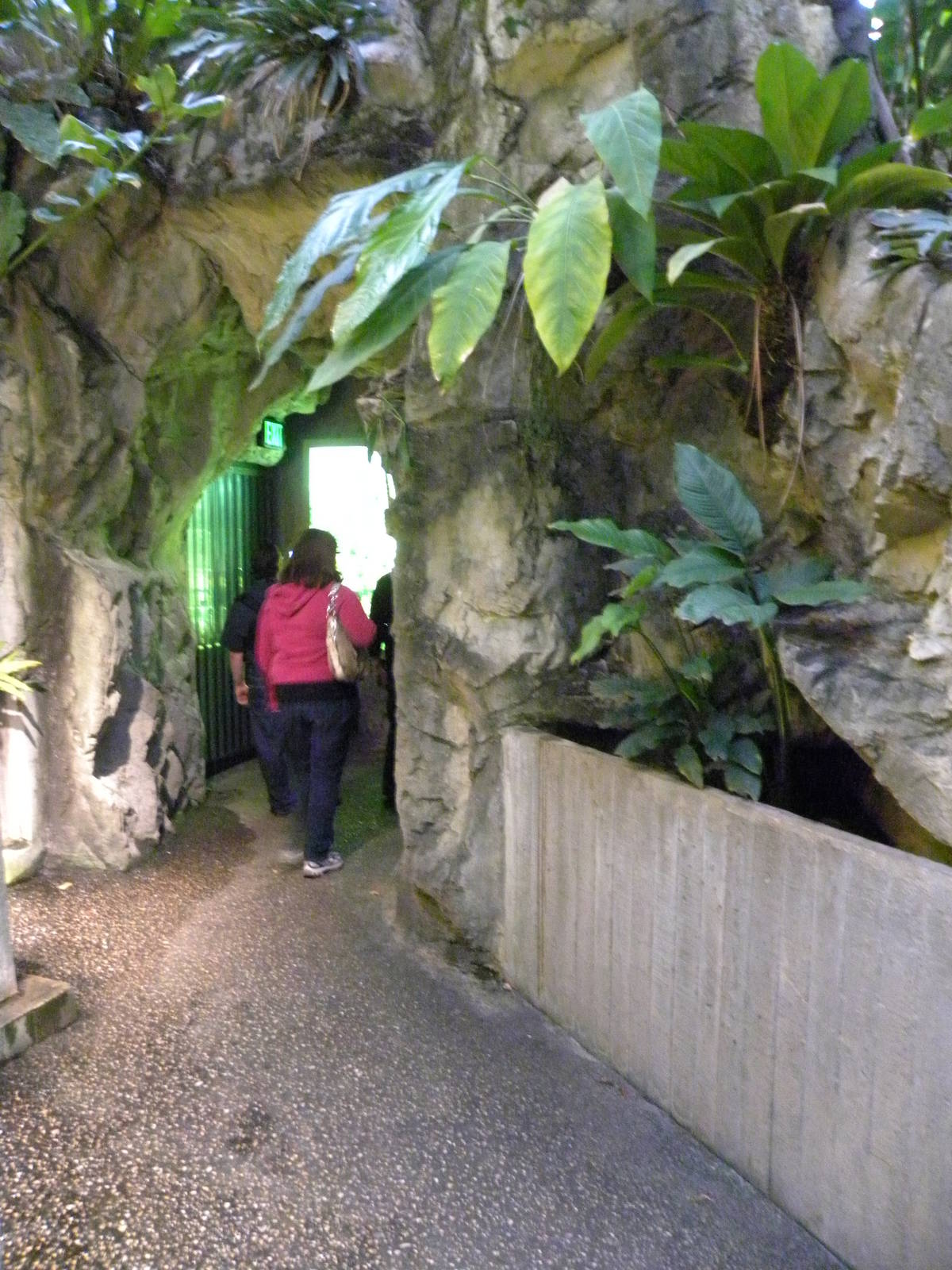 Upland Tropical Rain Forest