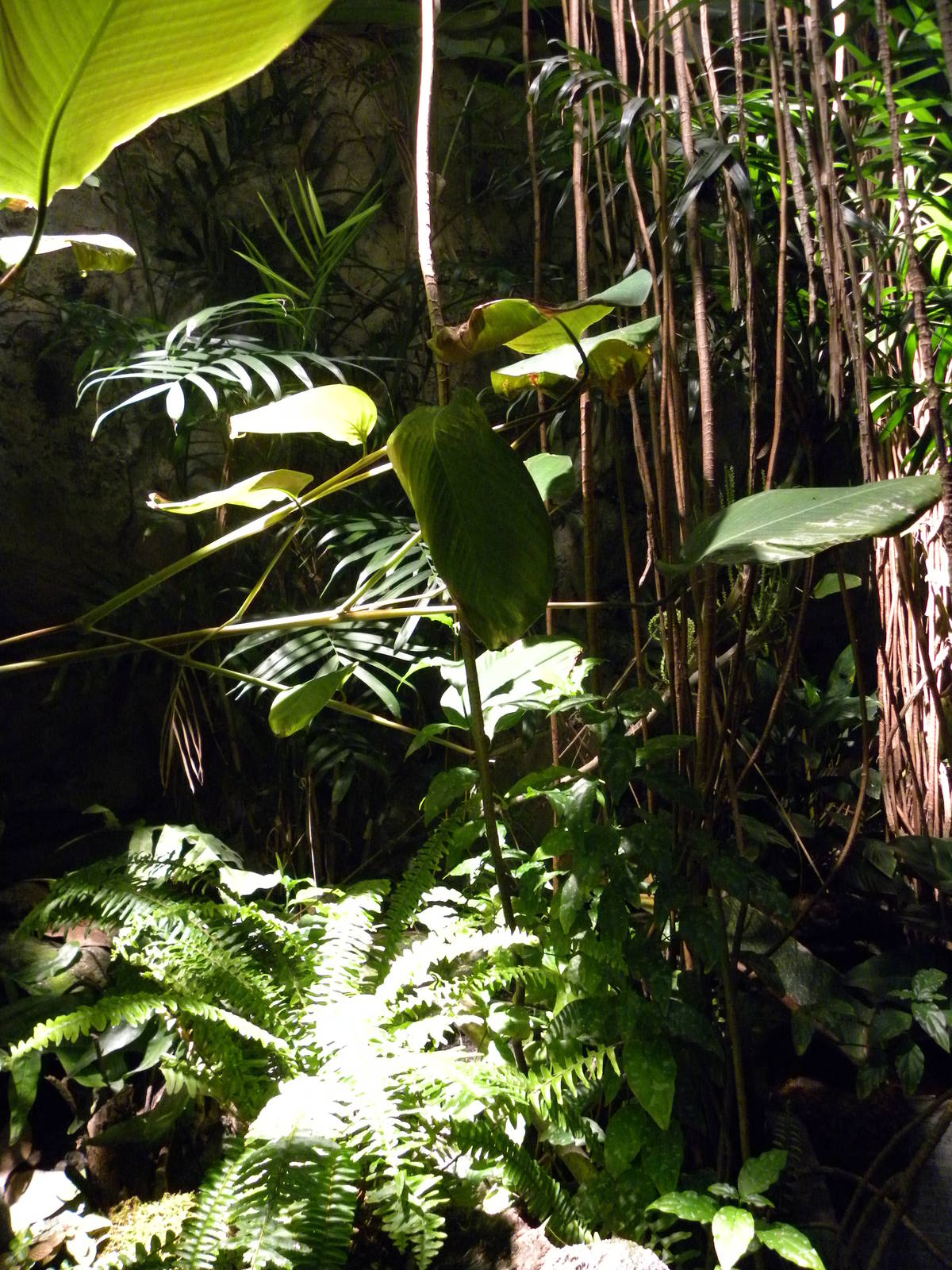 Upland Tropical Rain Forest