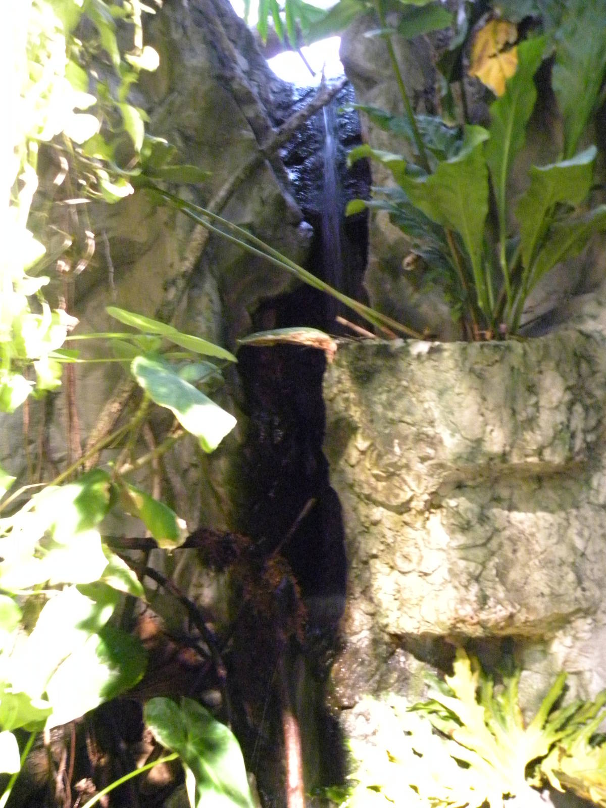 Upland Tropical Rain Forest