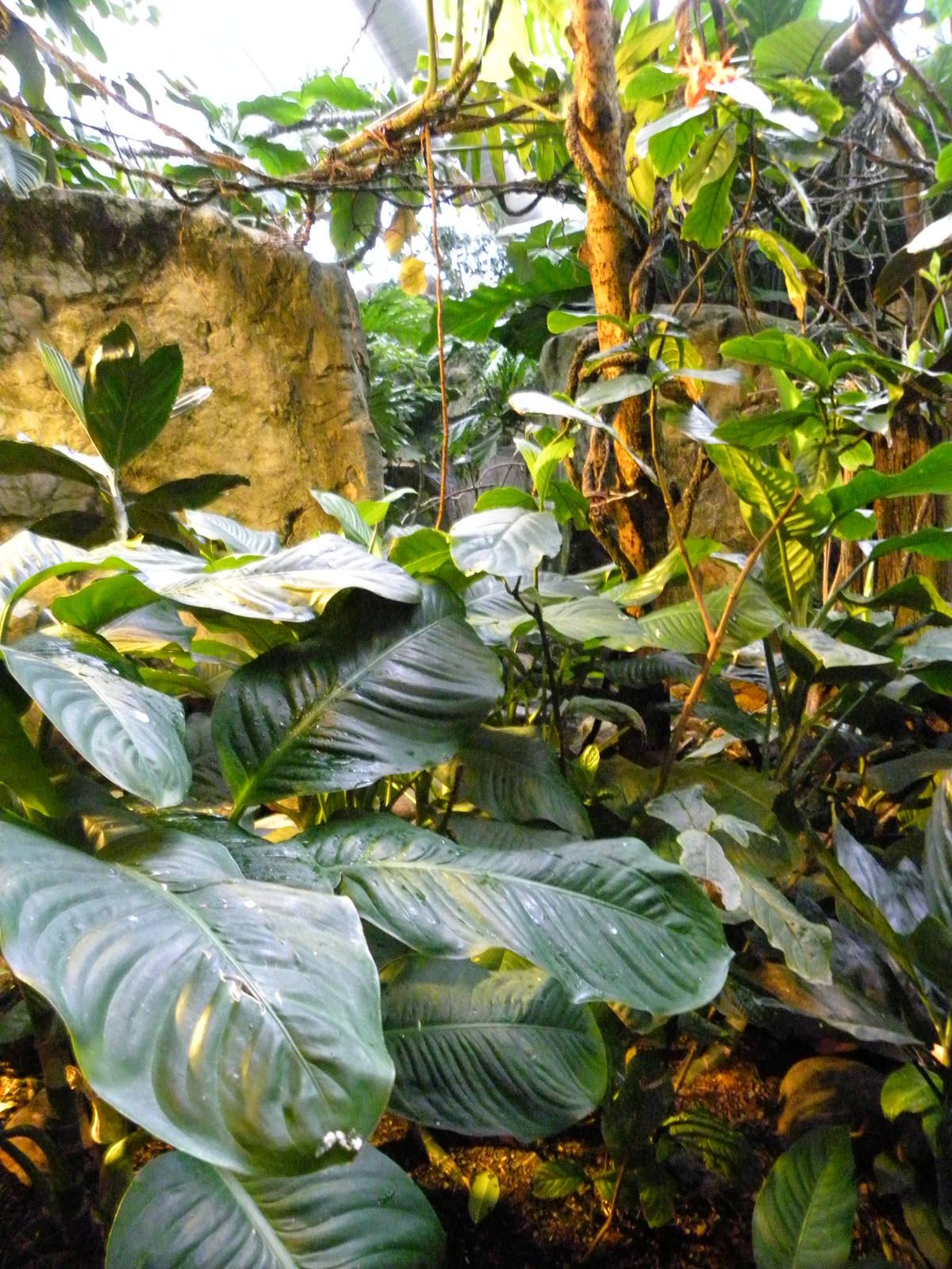 Upland Tropical Rain Forest