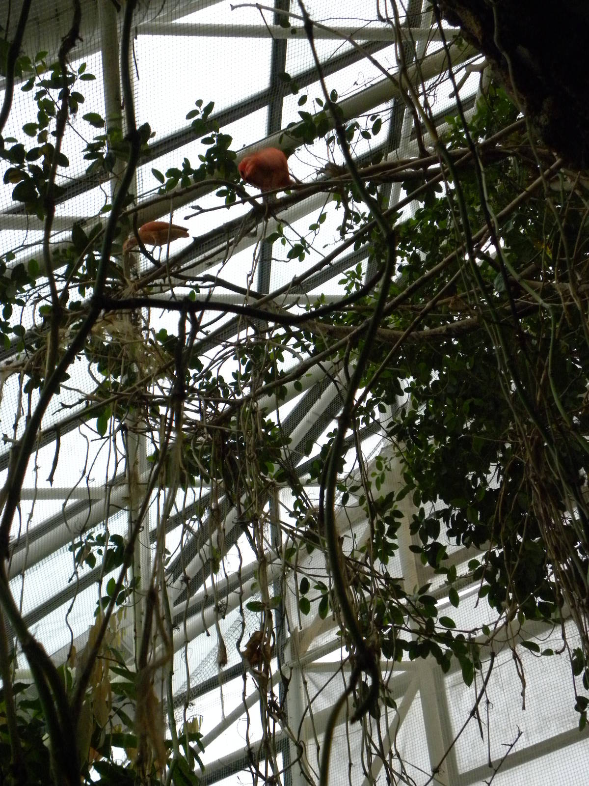 Upland Tropical Rain Forest