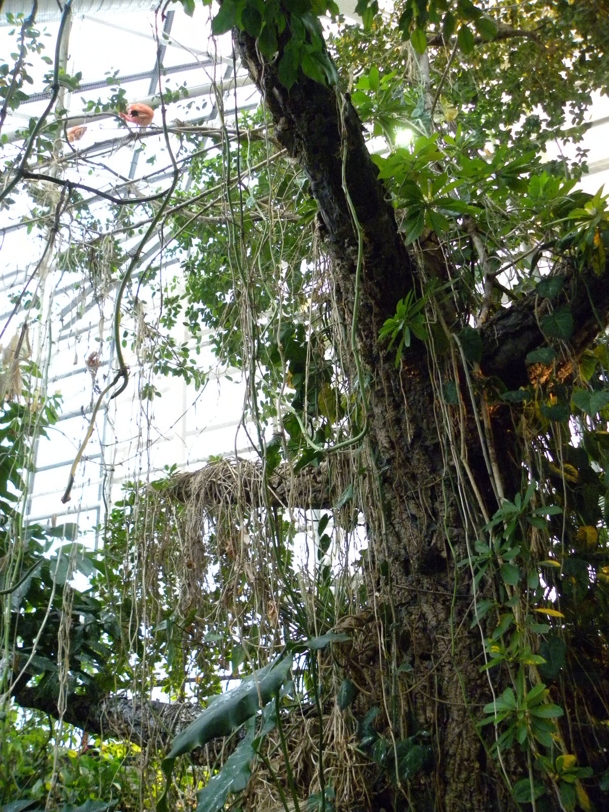 Upland Tropical Rain Forest