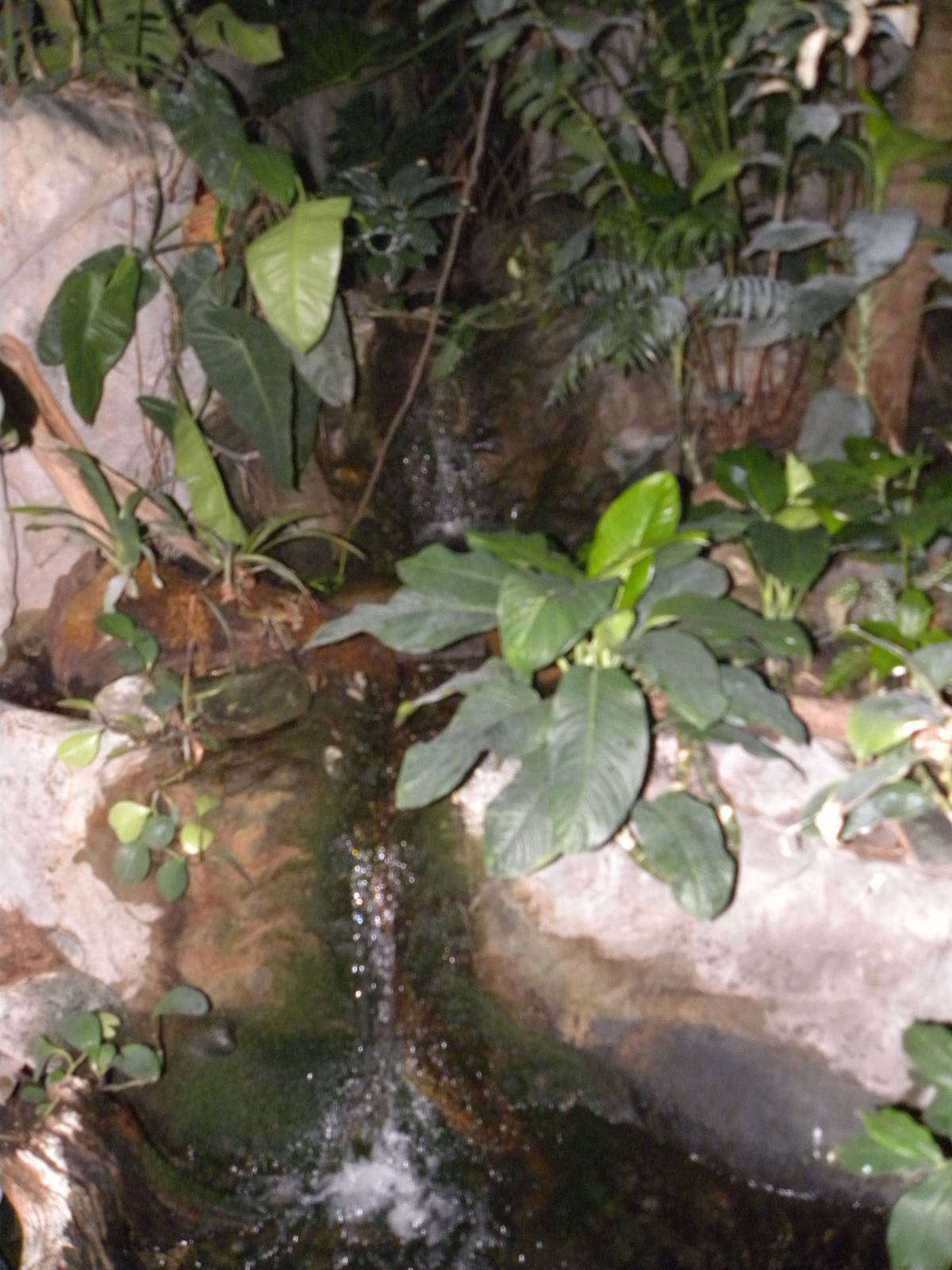 Upland Tropical Rain Forest