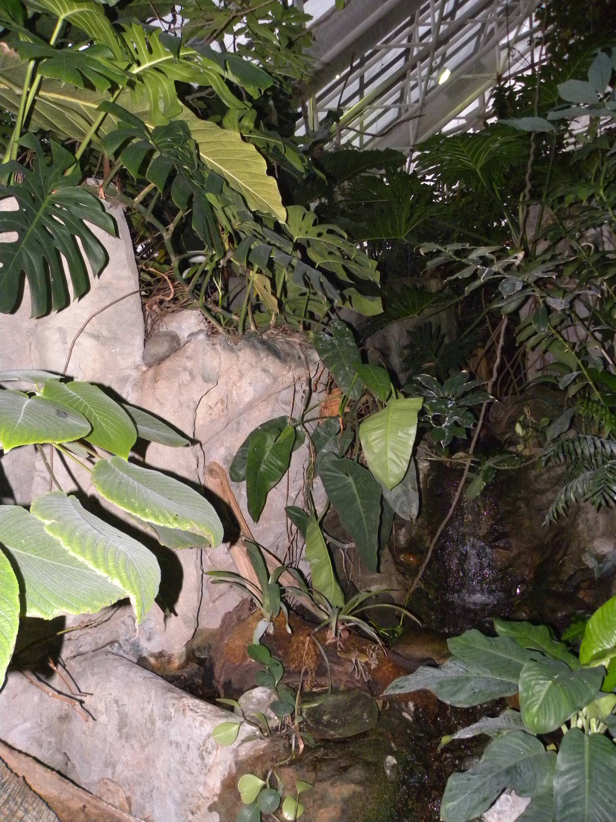 Upland Tropical Rain Forest