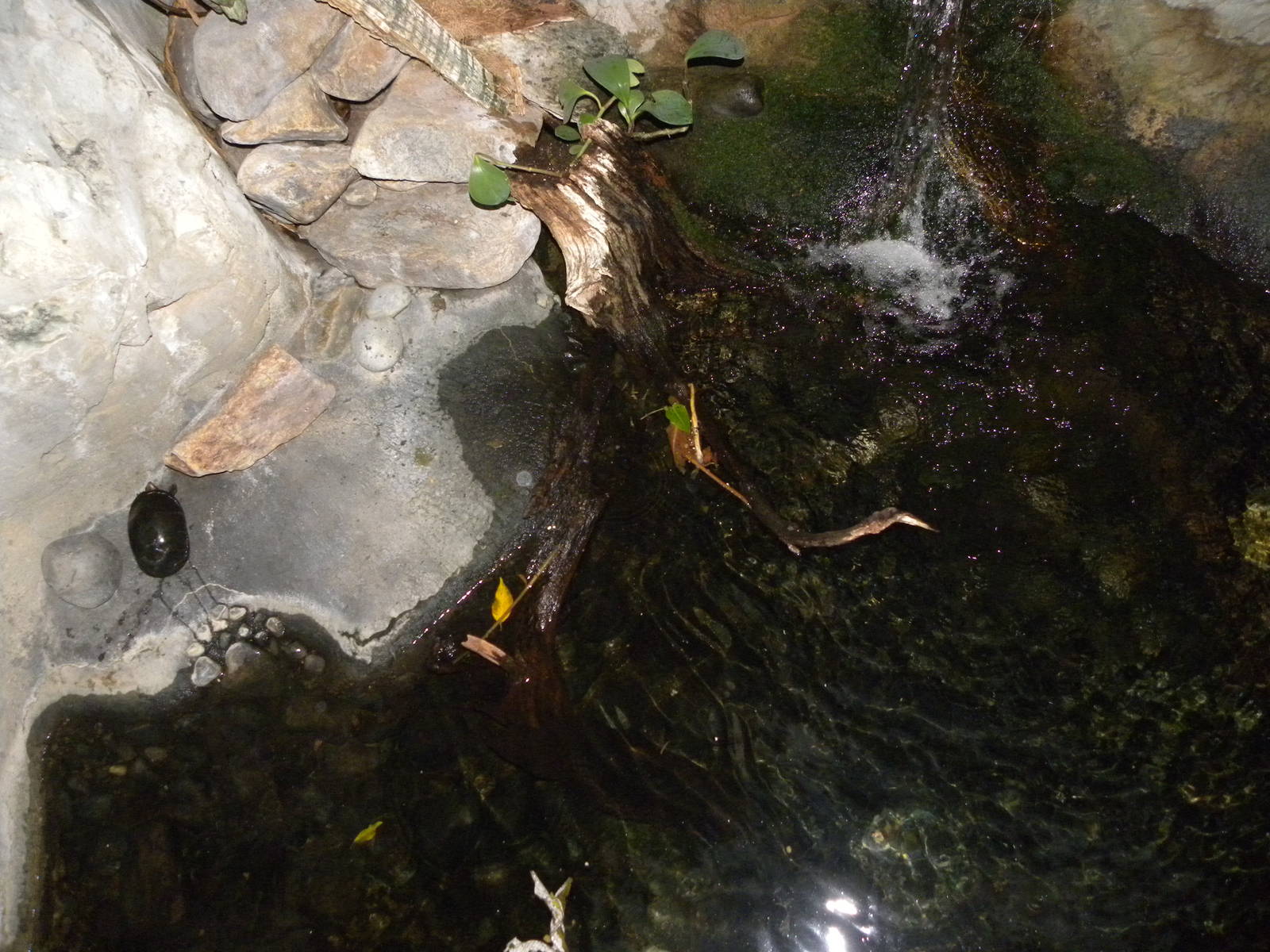 Upland Tropical Rain Forest