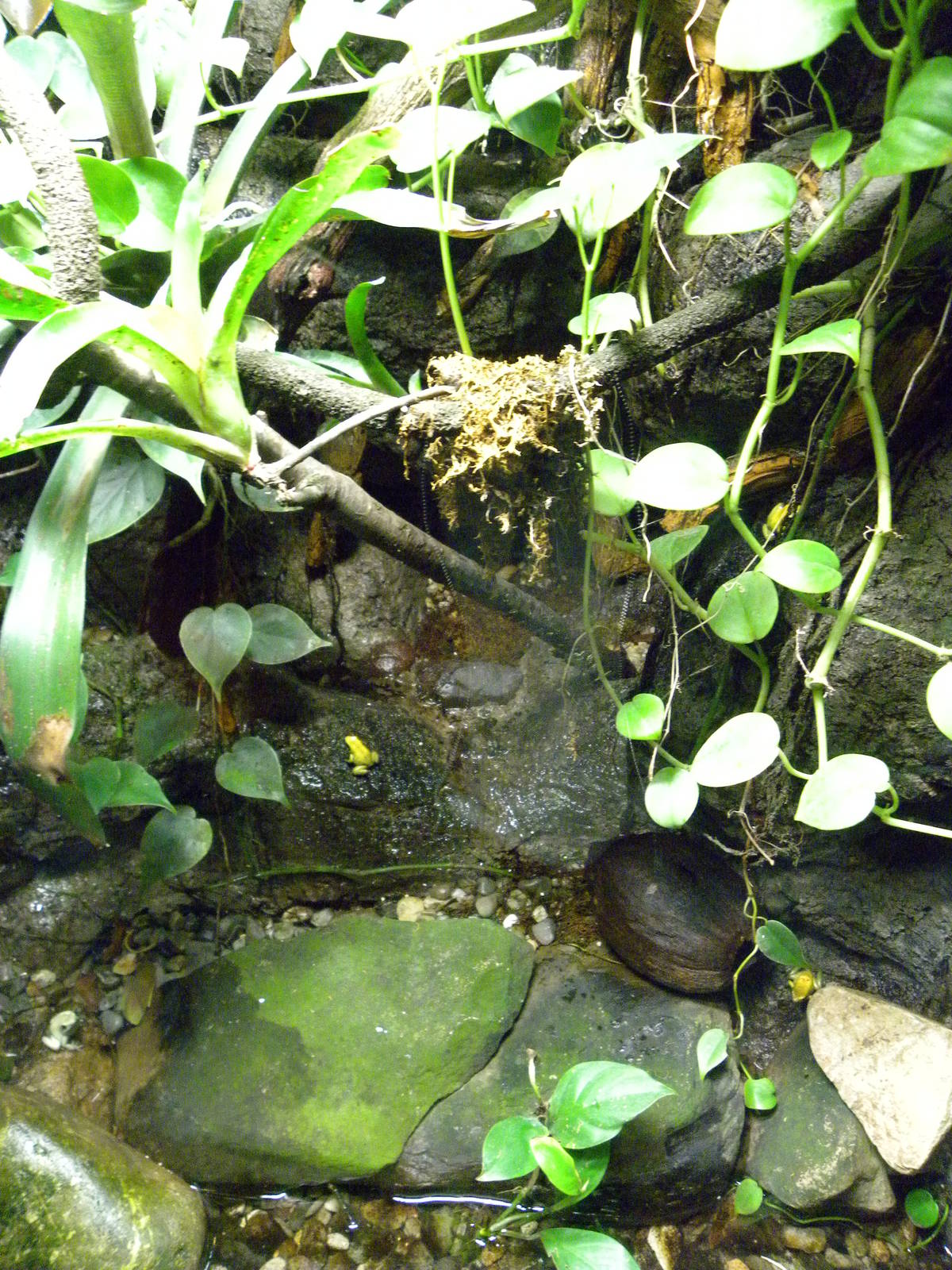 Upland Tropical Rain Forest