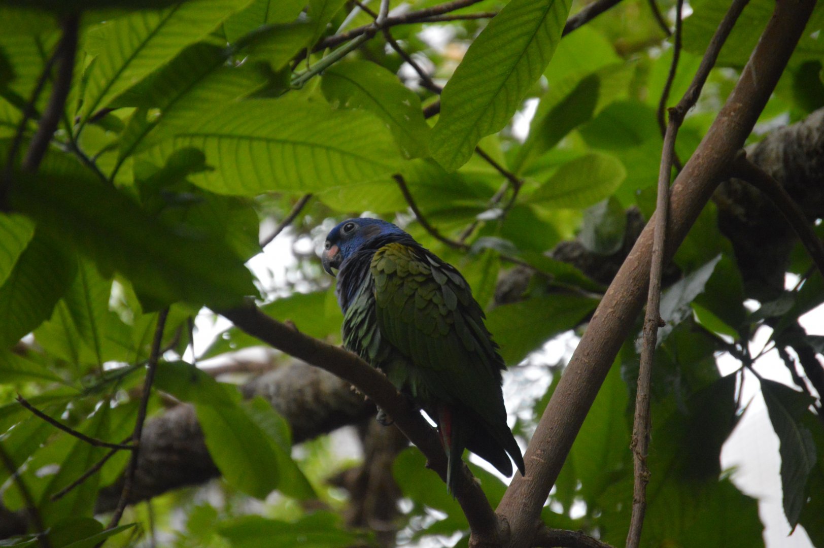 Upland Tropical Rainforest - Blue-headed Parrot (Pionus menstruus)