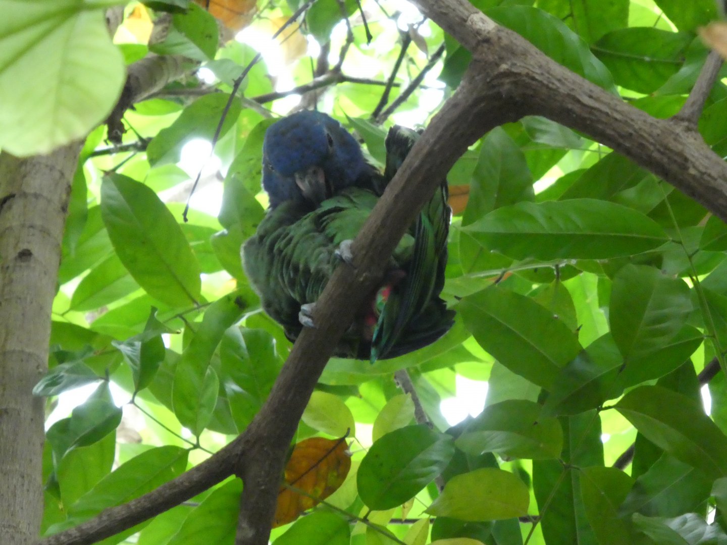 Upland Tropical Rainforest; Blue-headed Parrot