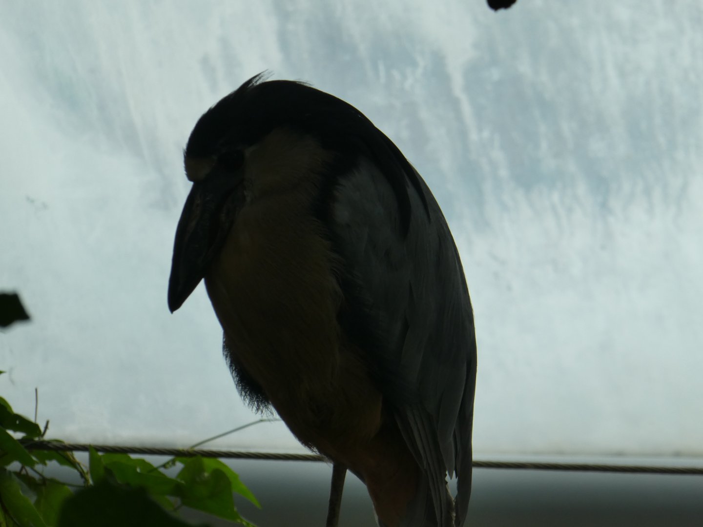 Upland Tropical Rainforest; Boat-billed Heron
