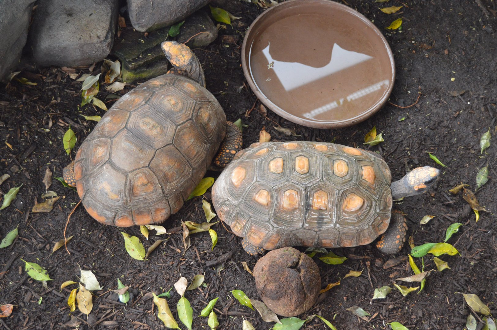 Upland Tropical Rainforest - Brazilian Giant Tortoise (Chelonoidis denticulatus)