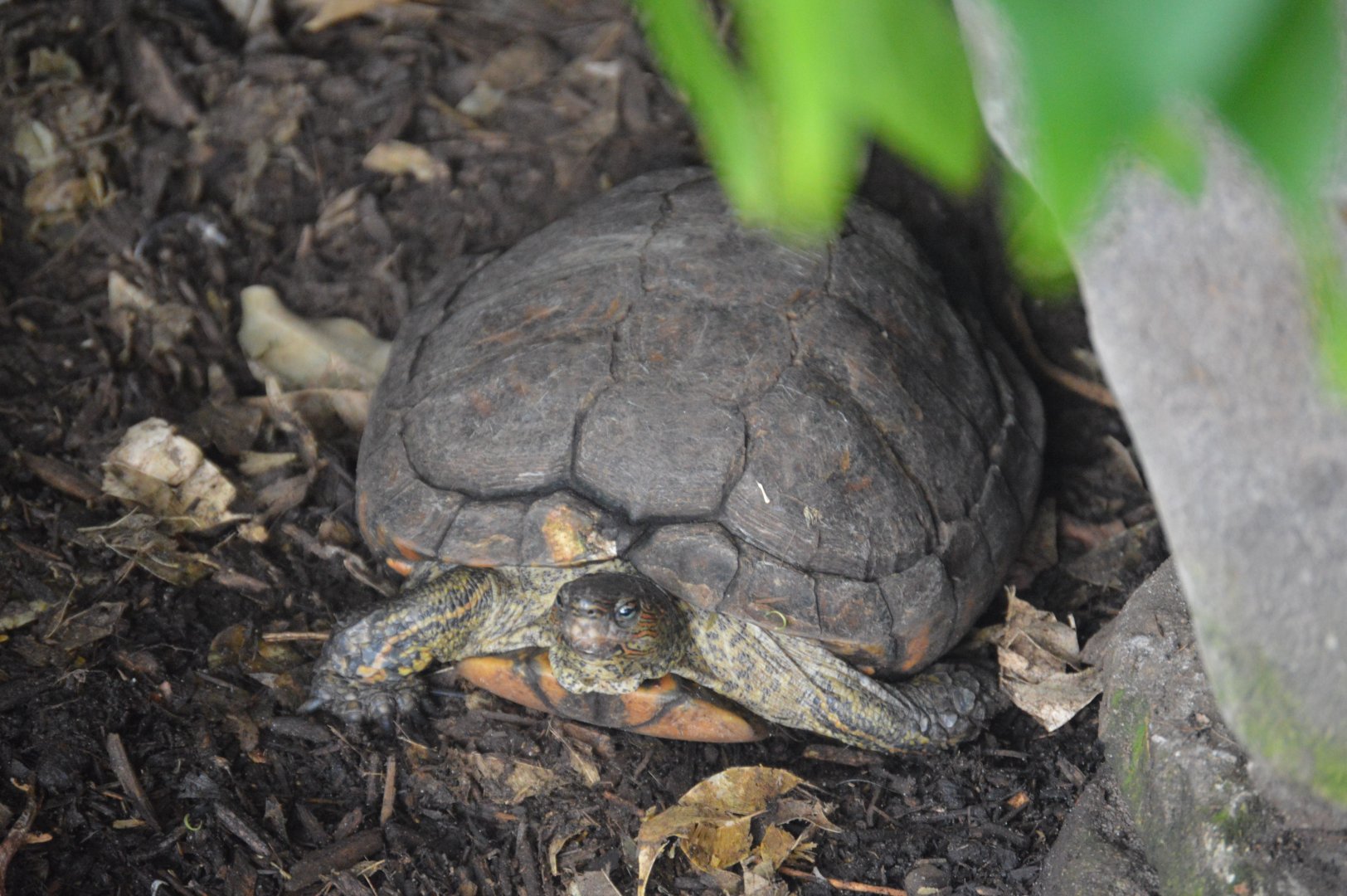 Upland Tropical Rainforest - Central American Wood Turtle (Rhinoclemmys pulcherrima manni)
