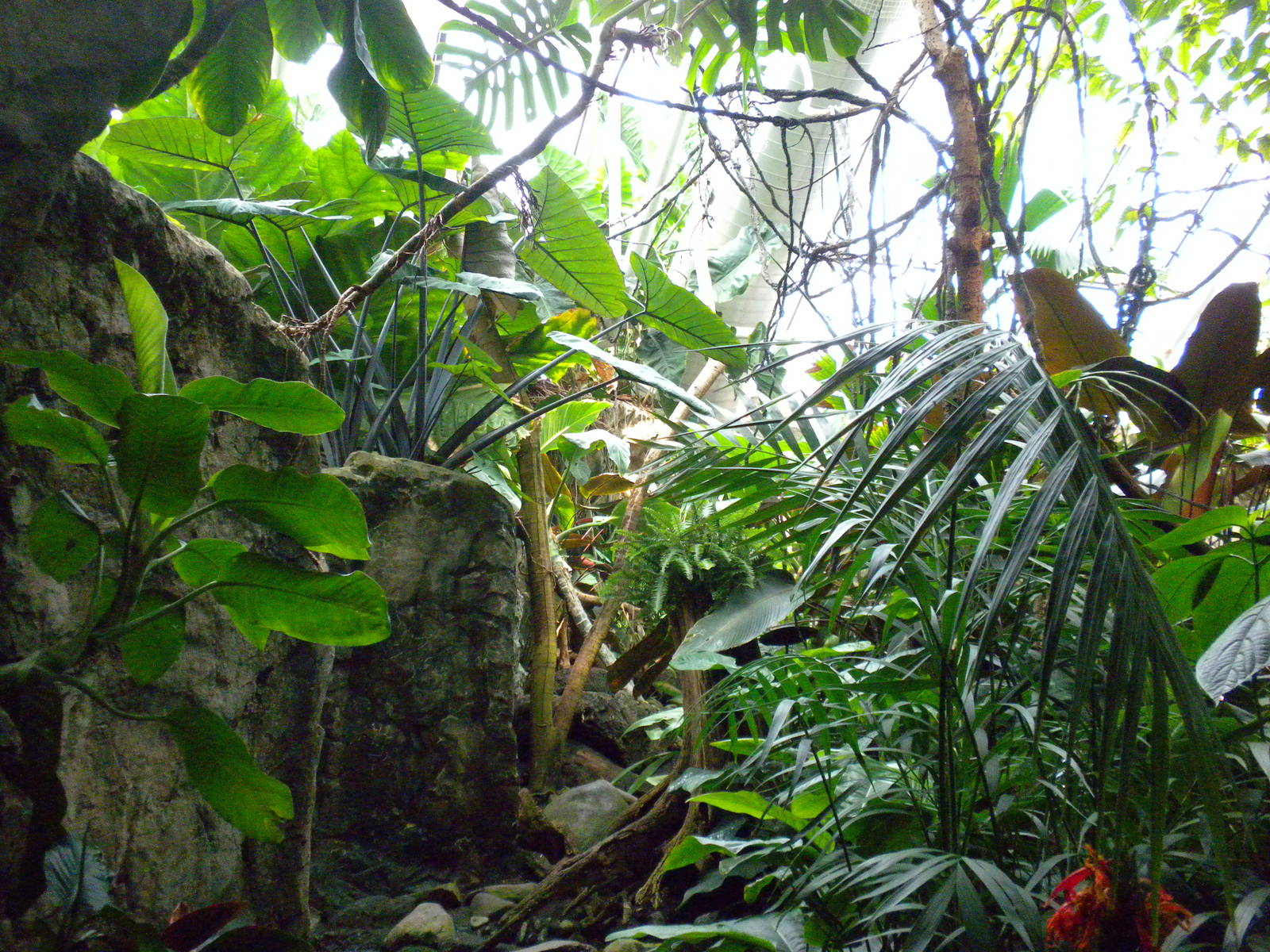 Upland Tropical Rainforest Exhibit