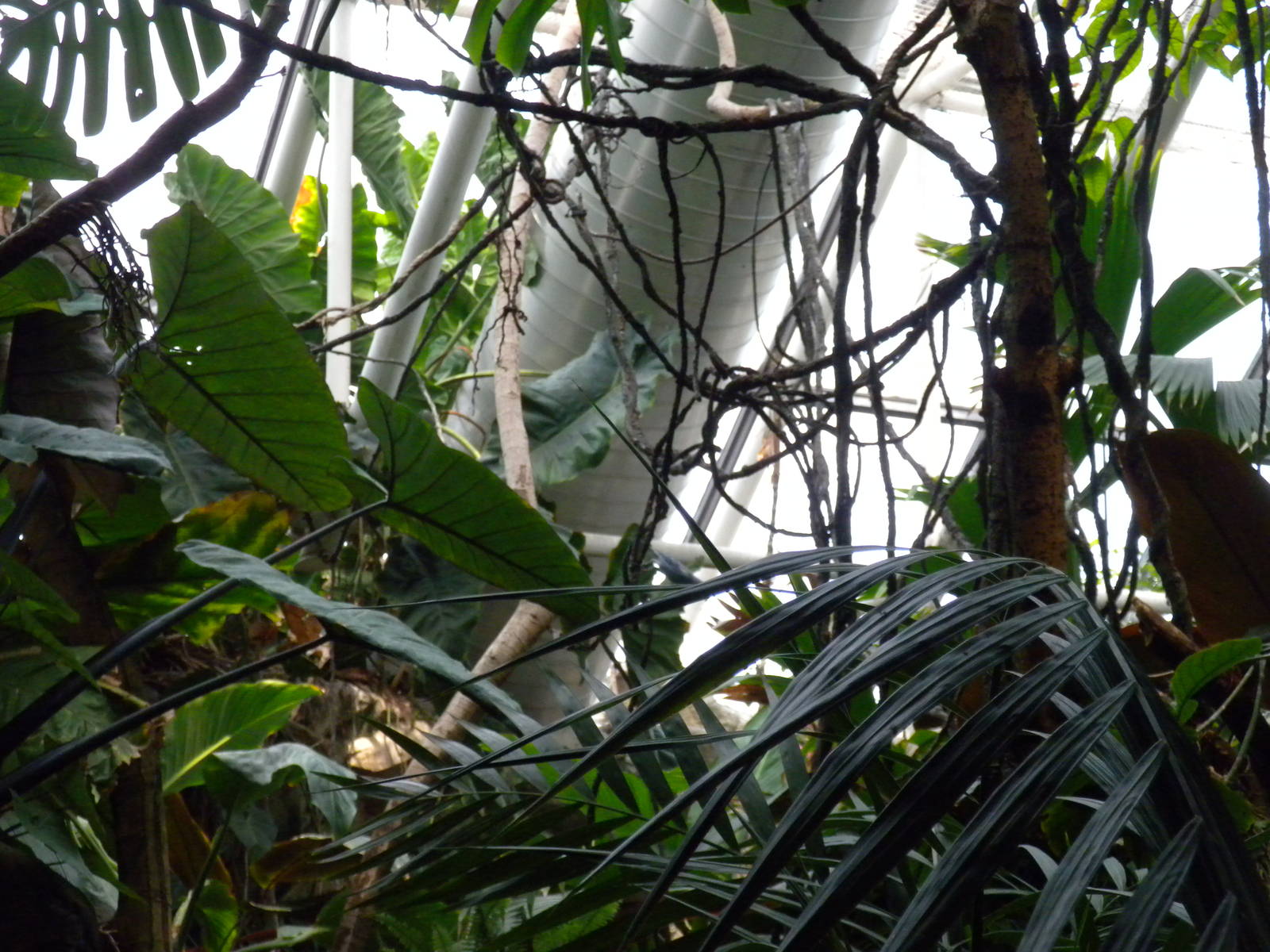 Upland Tropical Rainforest Exhibit