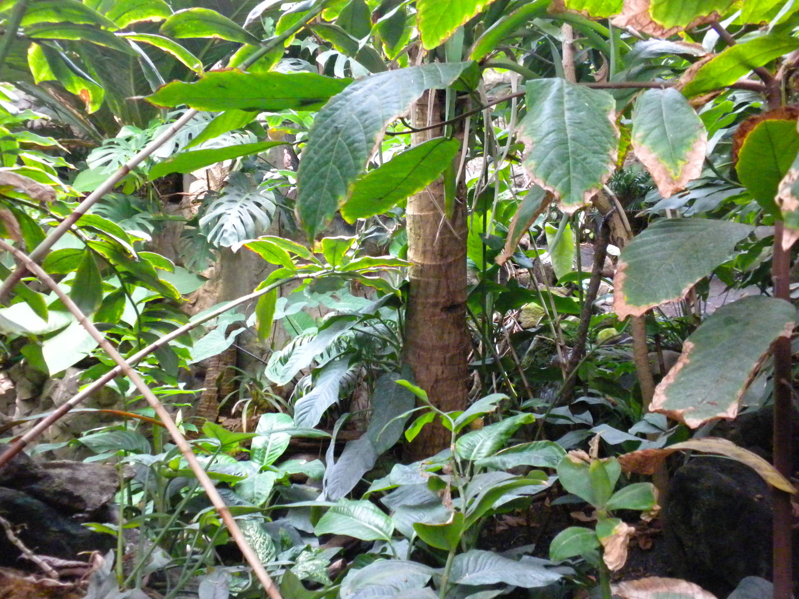 Upland Tropical Rainforest Exhibit