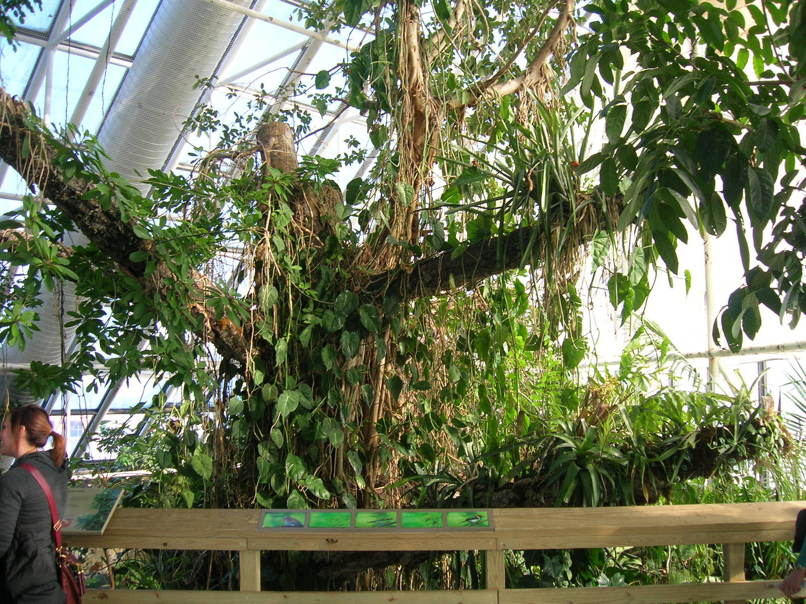 Upland Tropical Rainforest Exhibit