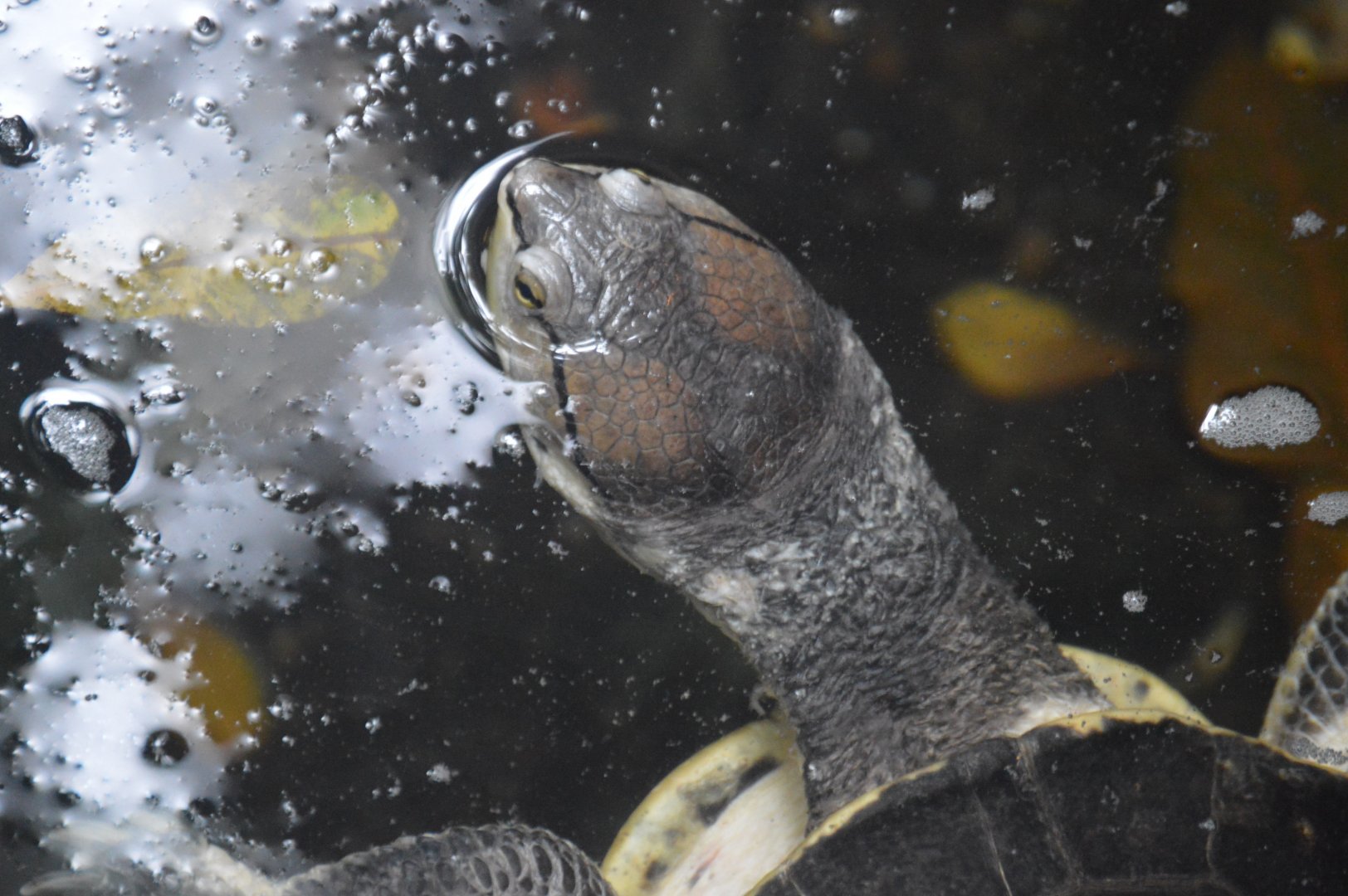 Upland Tropical Rainforest - Hilaire's Side-necked Turtle (Phrynops hilarii)