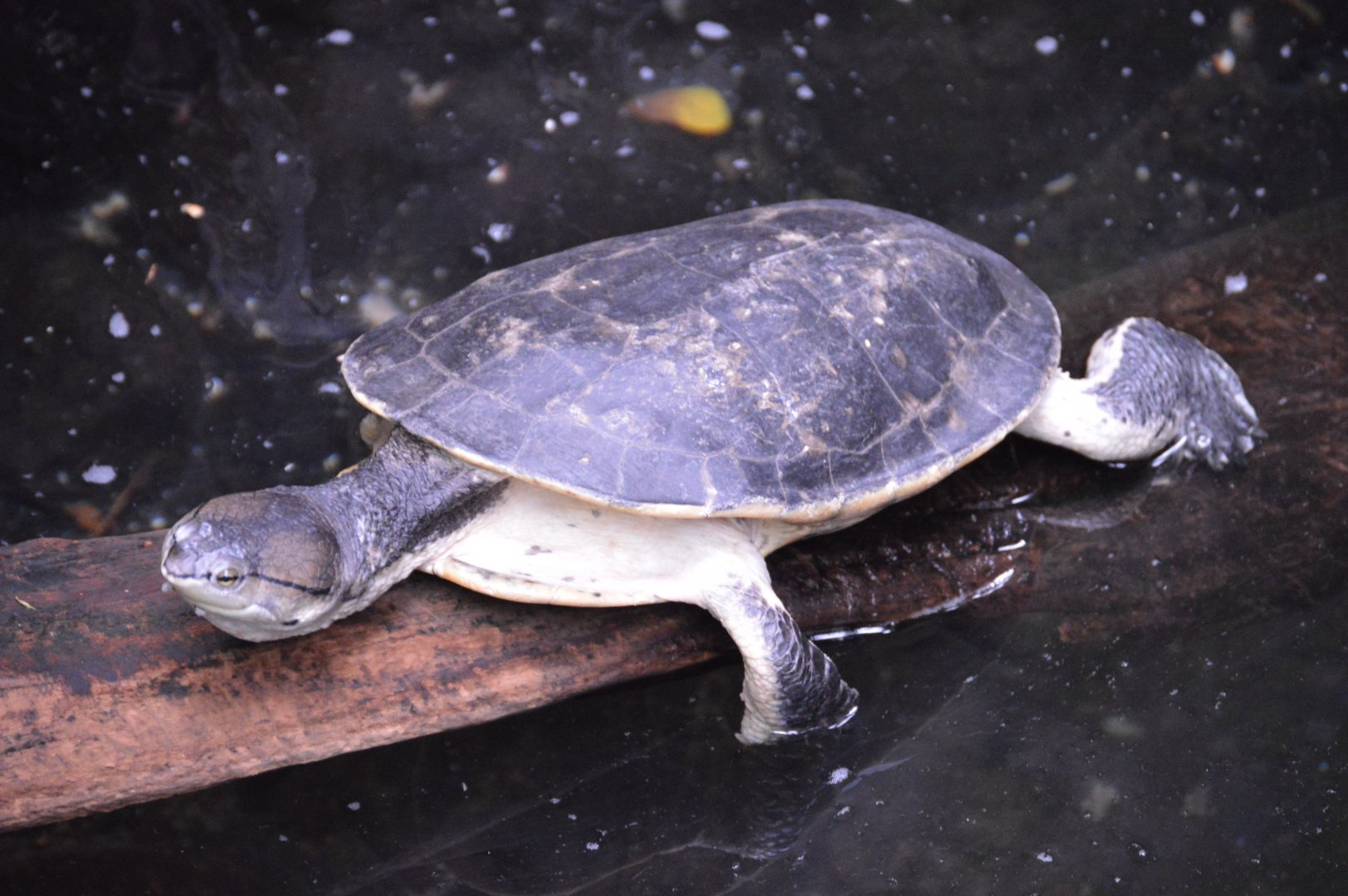 Upland Tropical Rainforest - Hilaire's Side-necked Turtle (Phrynops hilarii)