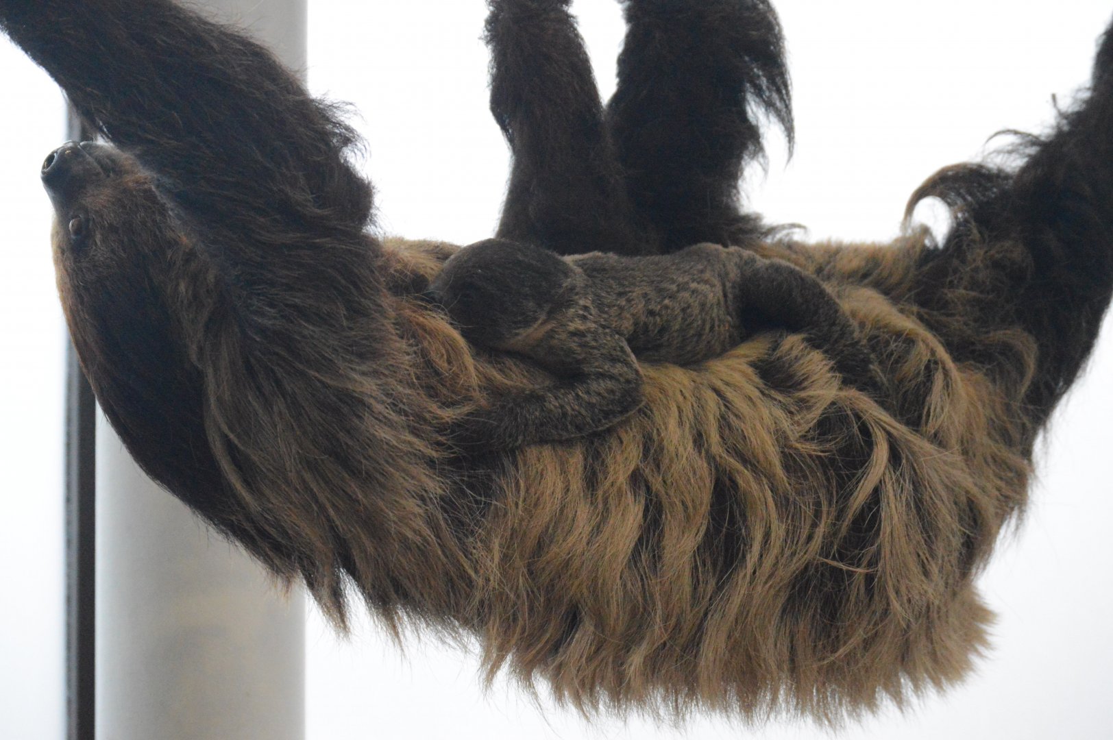 Upland Tropical Rainforest - Linnaeus's Two-toed Sloth (Choloepus didactylus)
