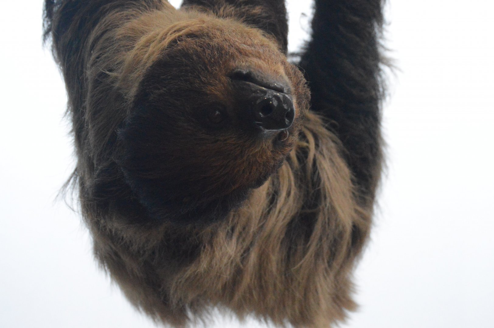 Upland Tropical Rainforest - Linnaeus's Two-toed Sloth (Choloepus didactylus)