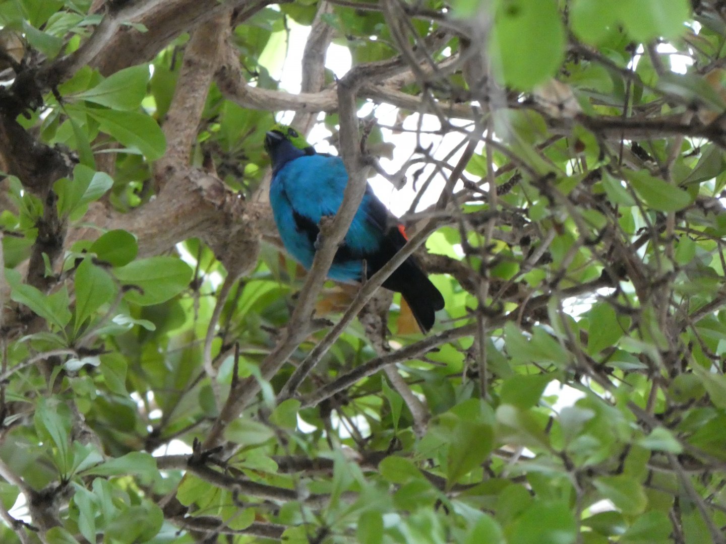 Upland Tropical Rainforest; Paradise Tanager