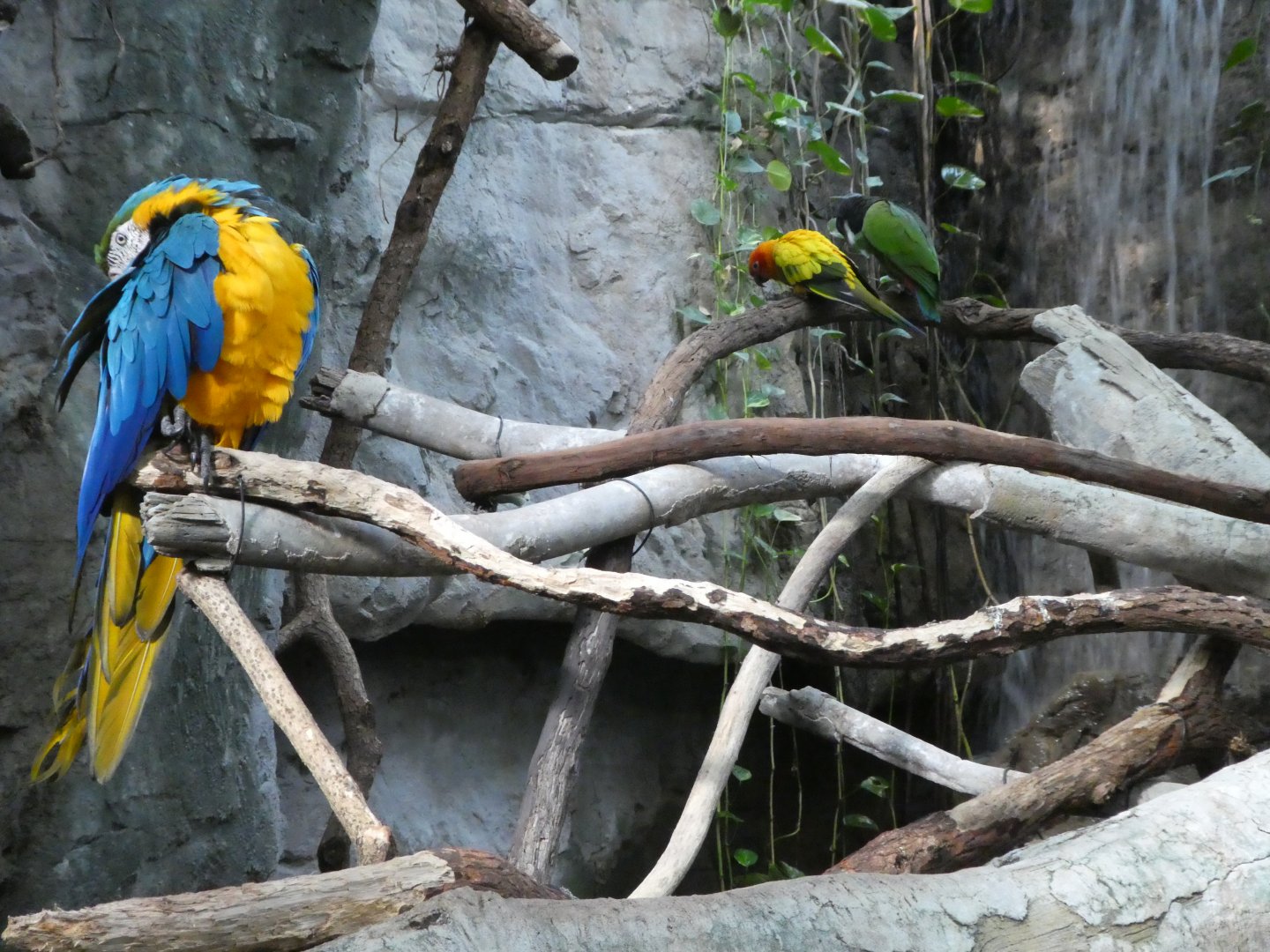 Upland Tropical Rainforest - Parrots