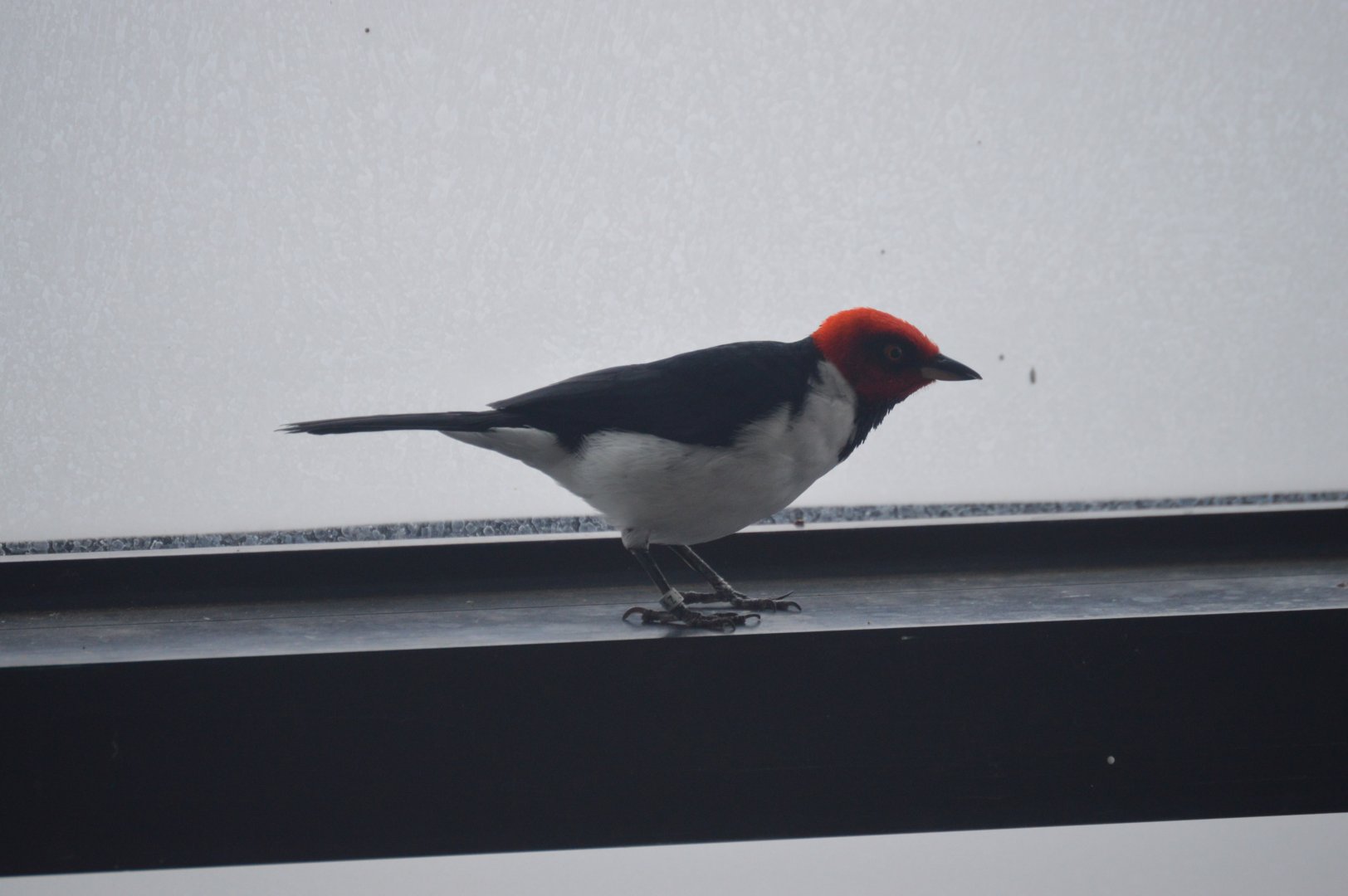 Upland Tropical Rainforest - Red-capped Cardinal (Paroaria gularis)