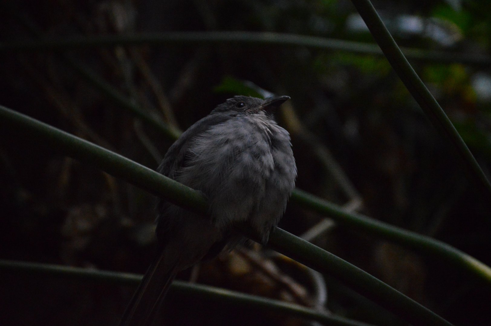 Upland Tropical Rainforest - Screaming Piha (Lipaugus vociferans)